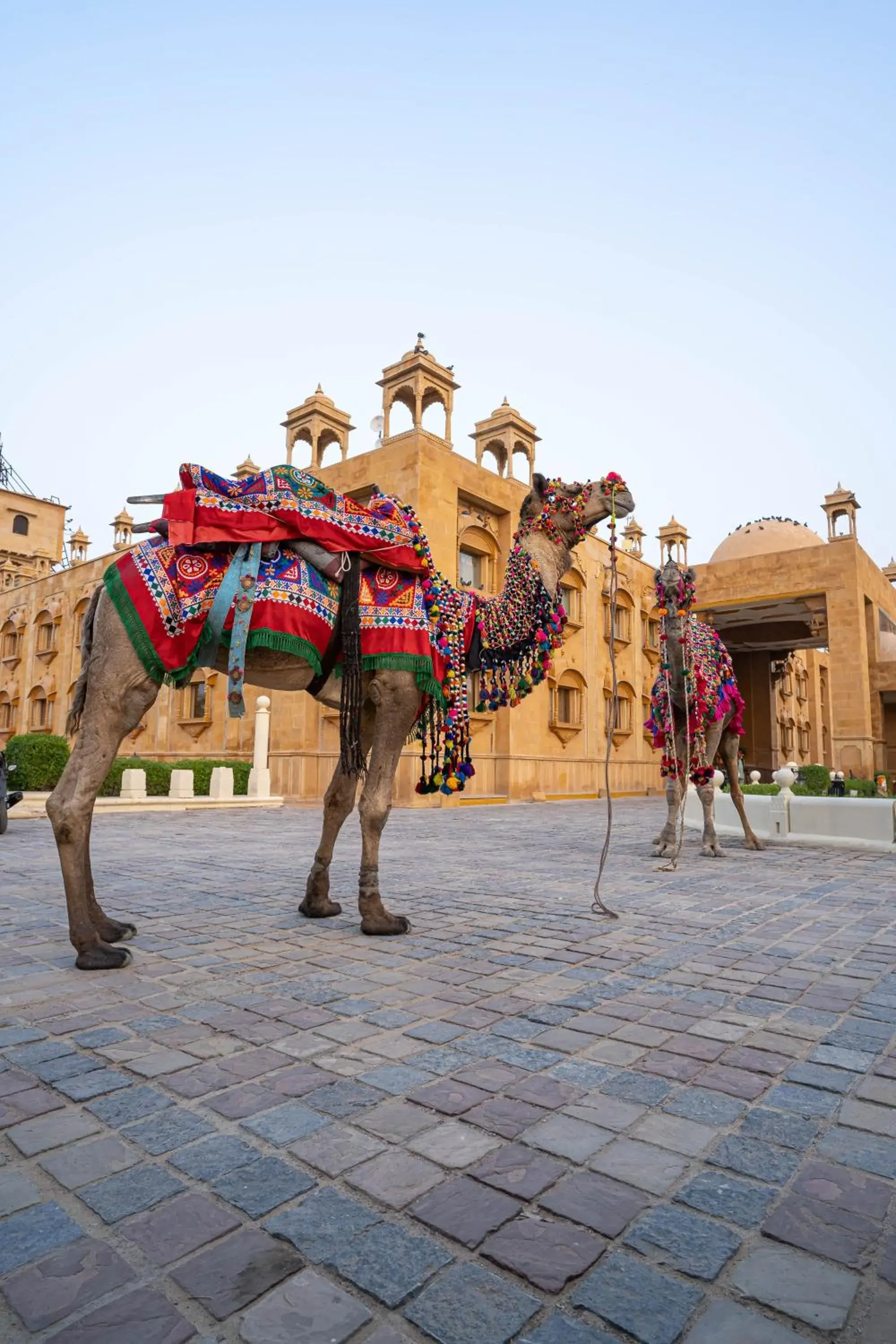 Other Animals in Chokhi Dhani - The Palace Hotel