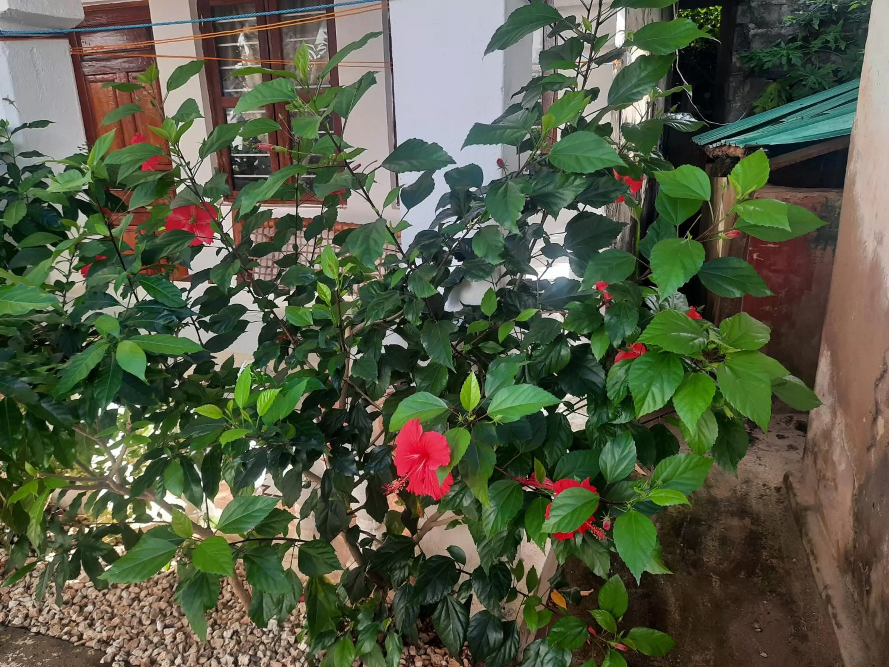 Budget Double Room - single occupancy in Ames Nungwi