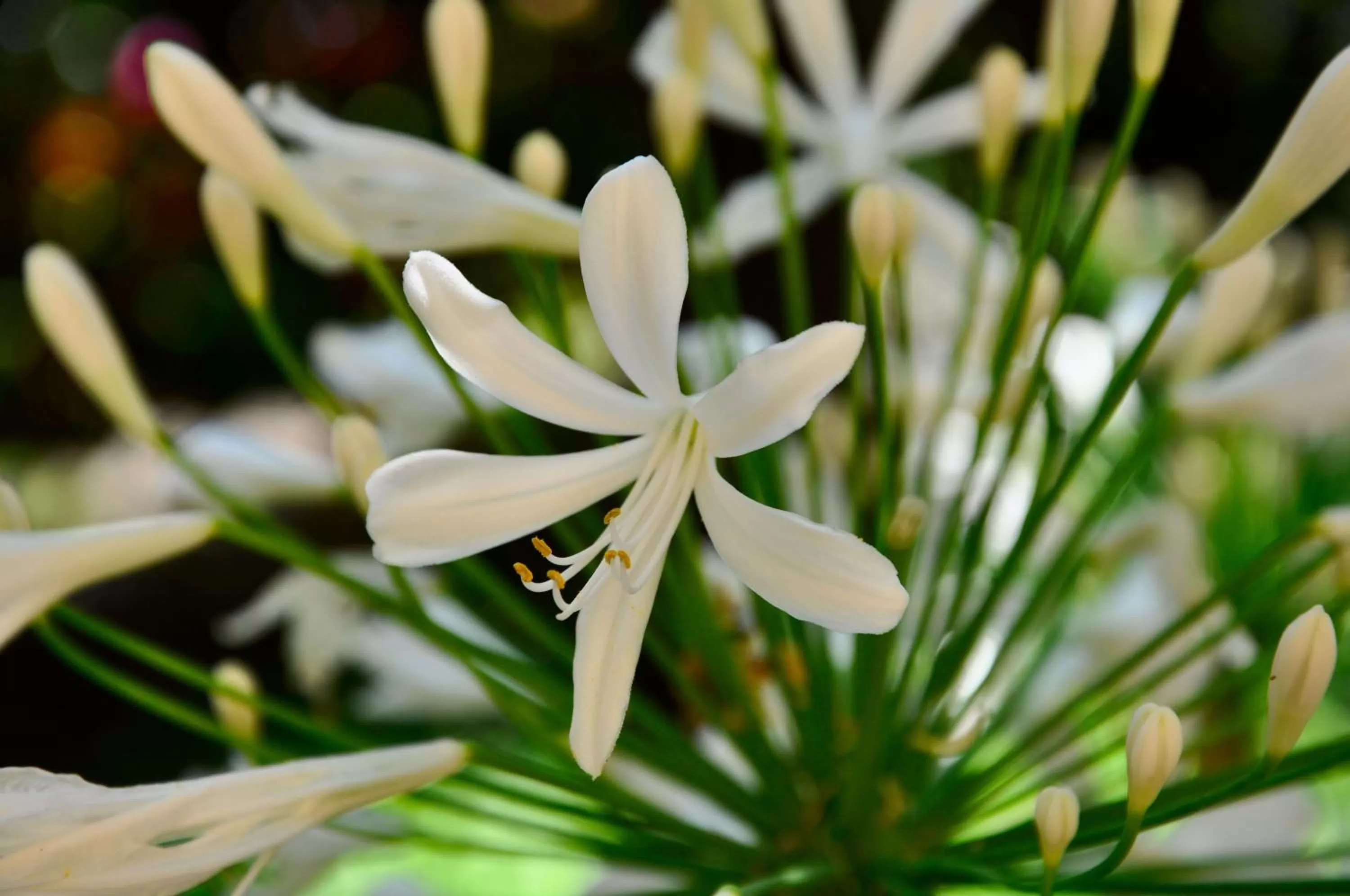 Garden in Locanda Villa Moderna