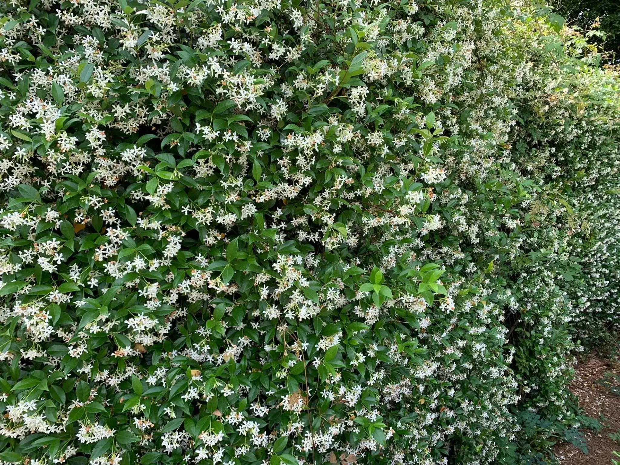 Garden in 1842 Inn Garden in 1842 Inn