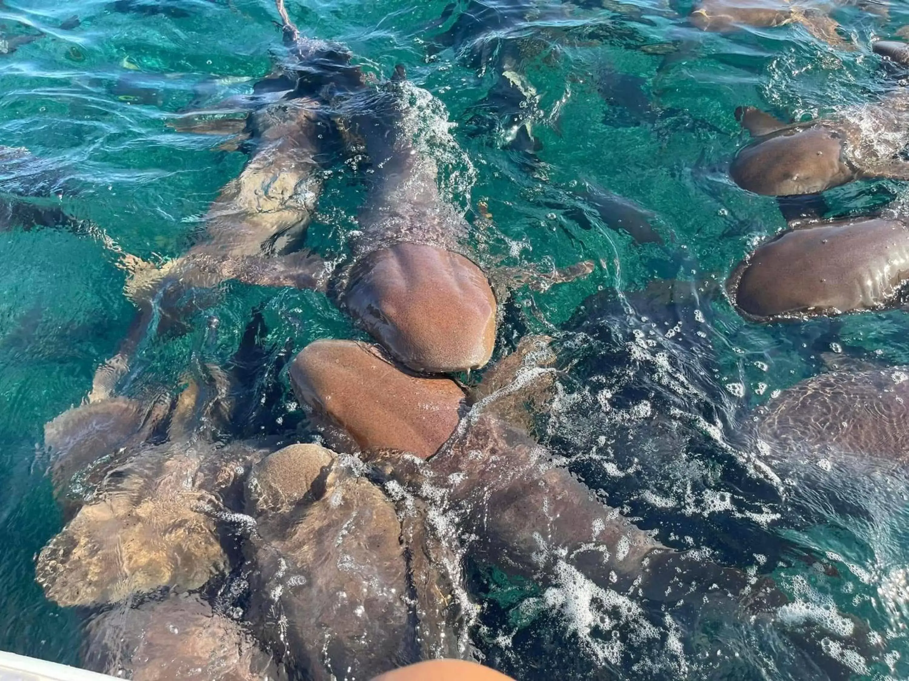 Snorkeling, Bird's-eye View in Ocean Tide Beach Resort