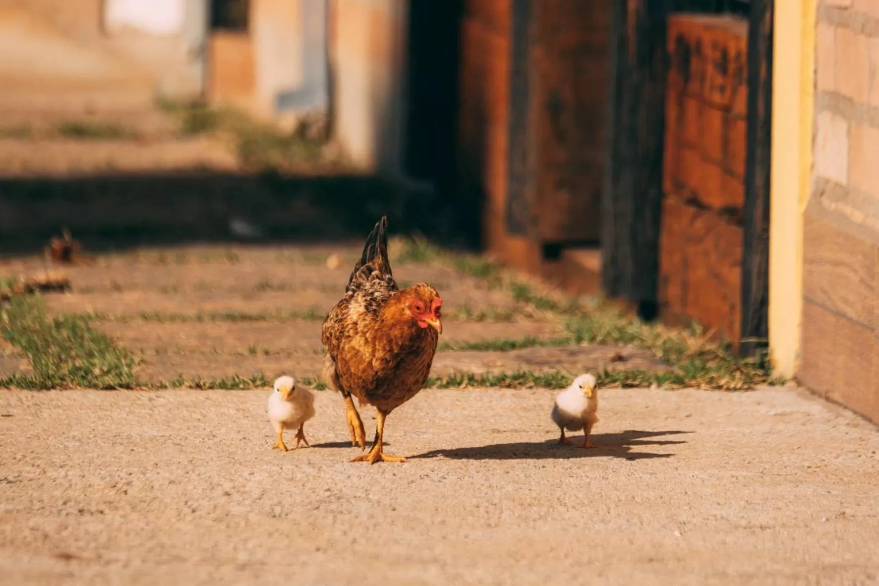View (from property/room) in Pousada Trem Chic