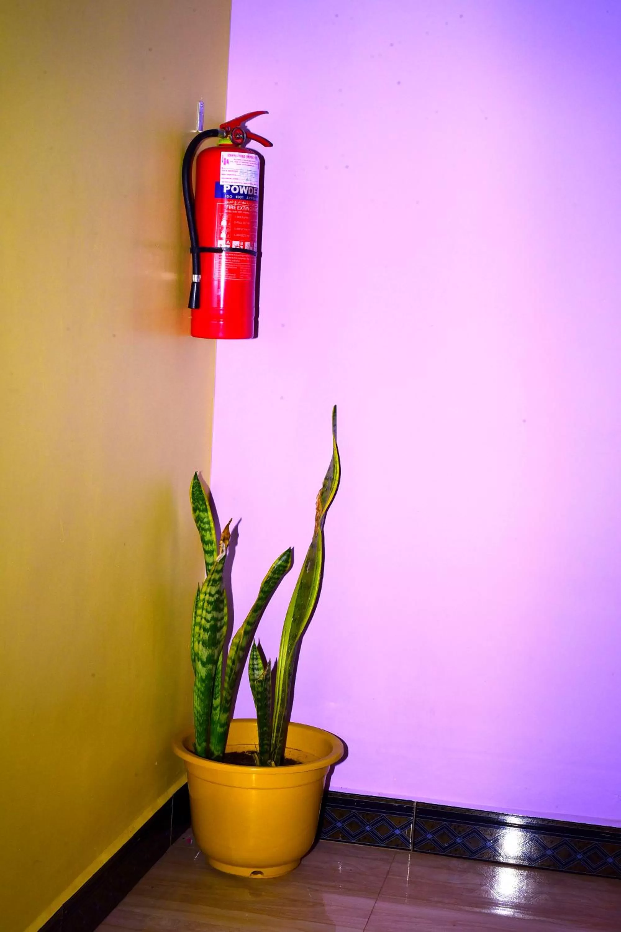 Decorative detail in Safari Park House