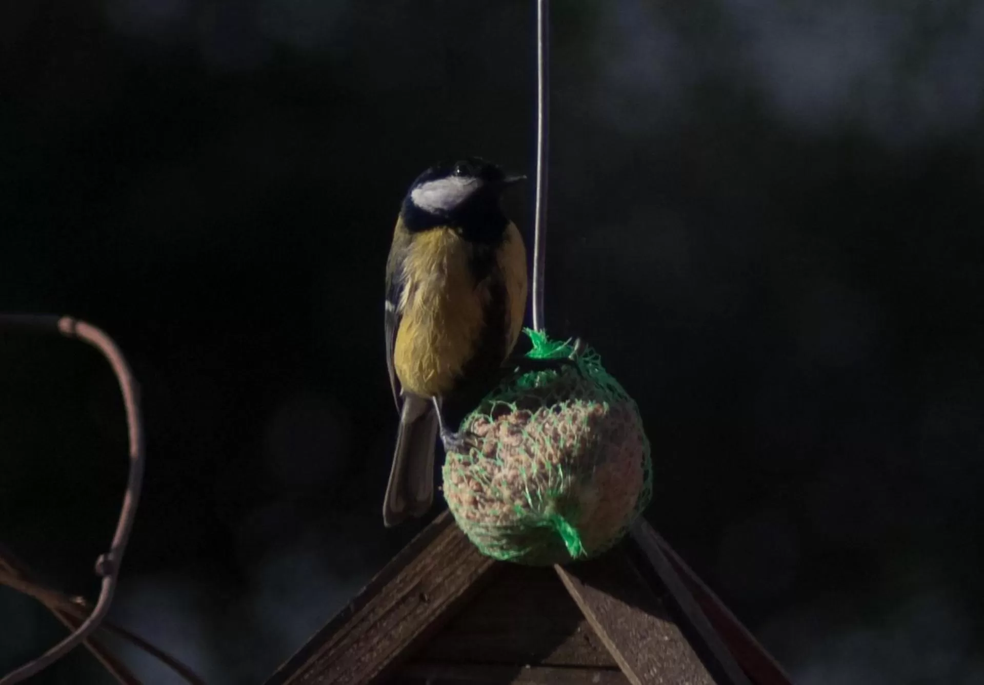 Property building, Other Animals in BBnaon