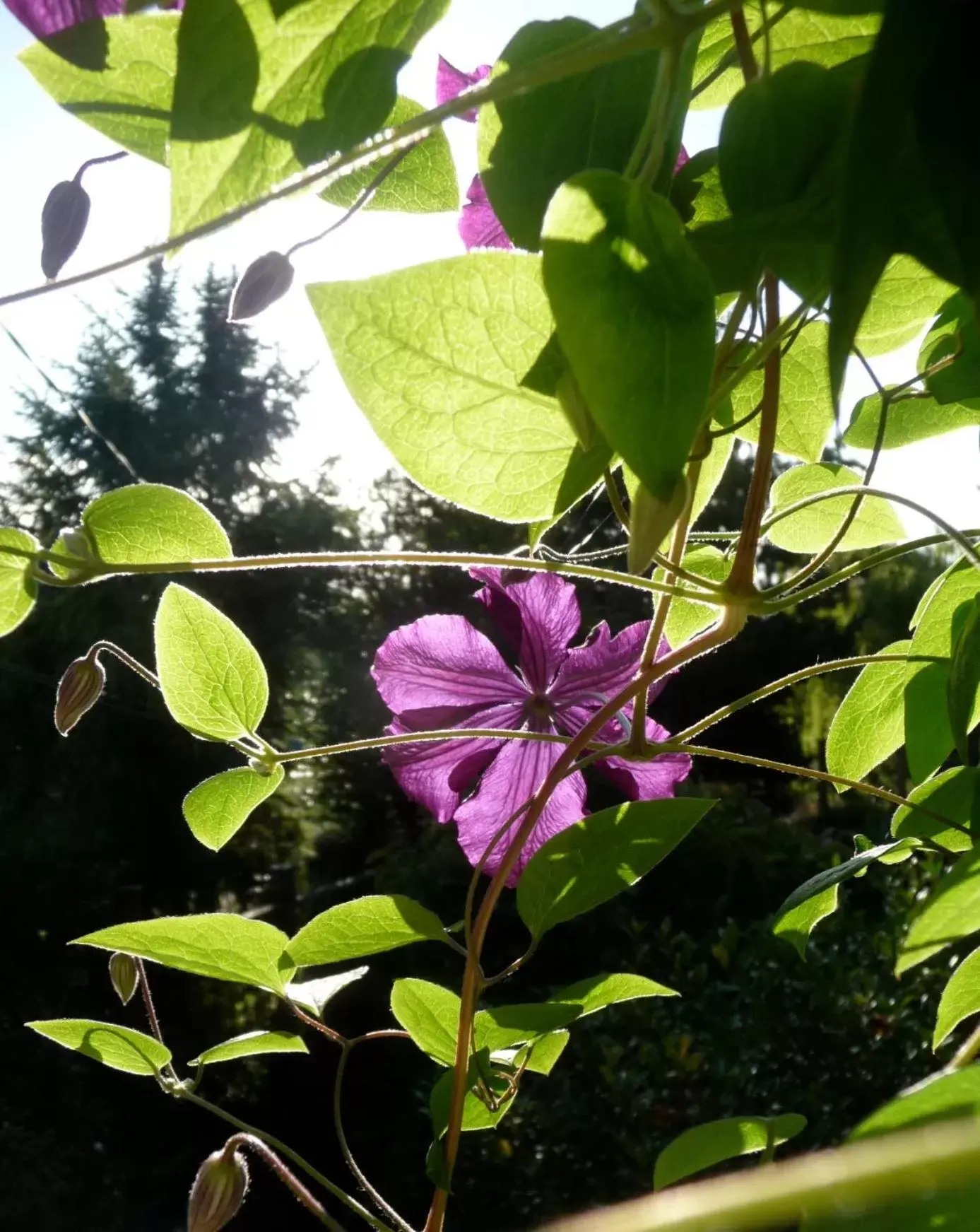 Garden in Magnolia Petal