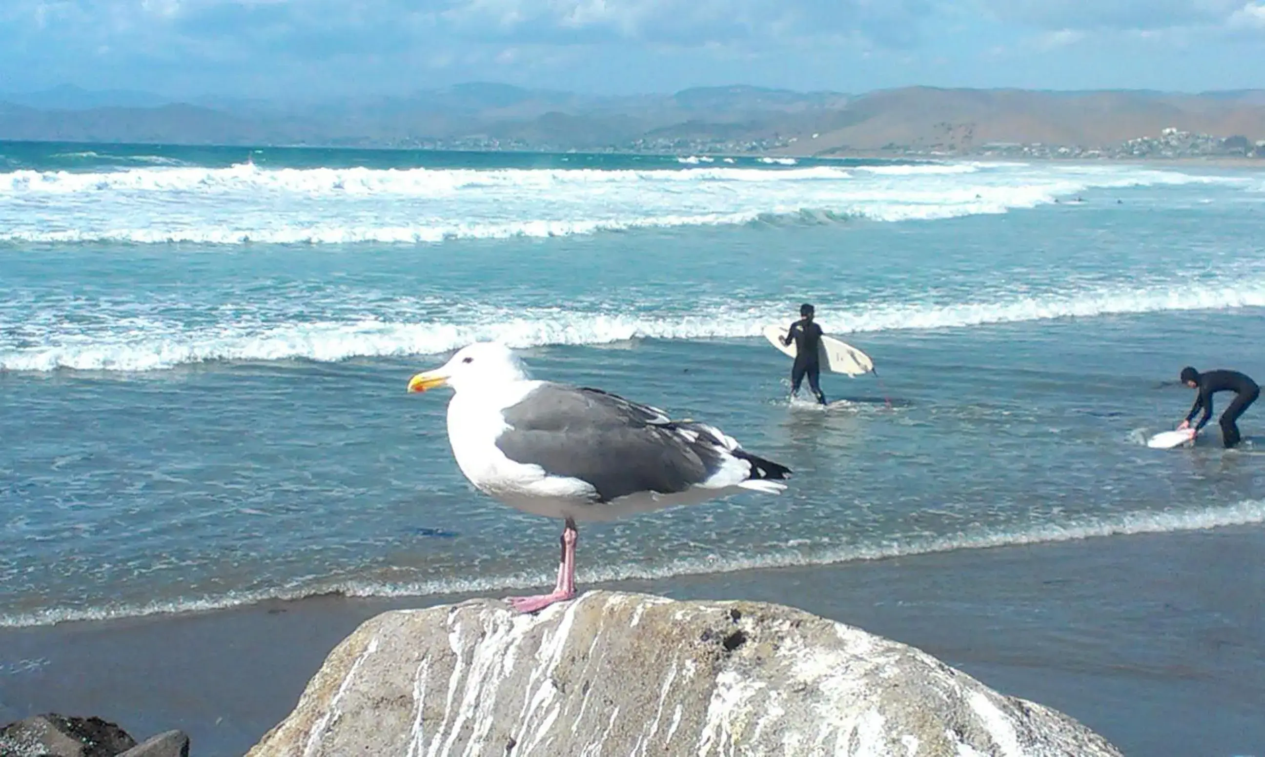 Fishing, Other Animals in Morro Crest Inn