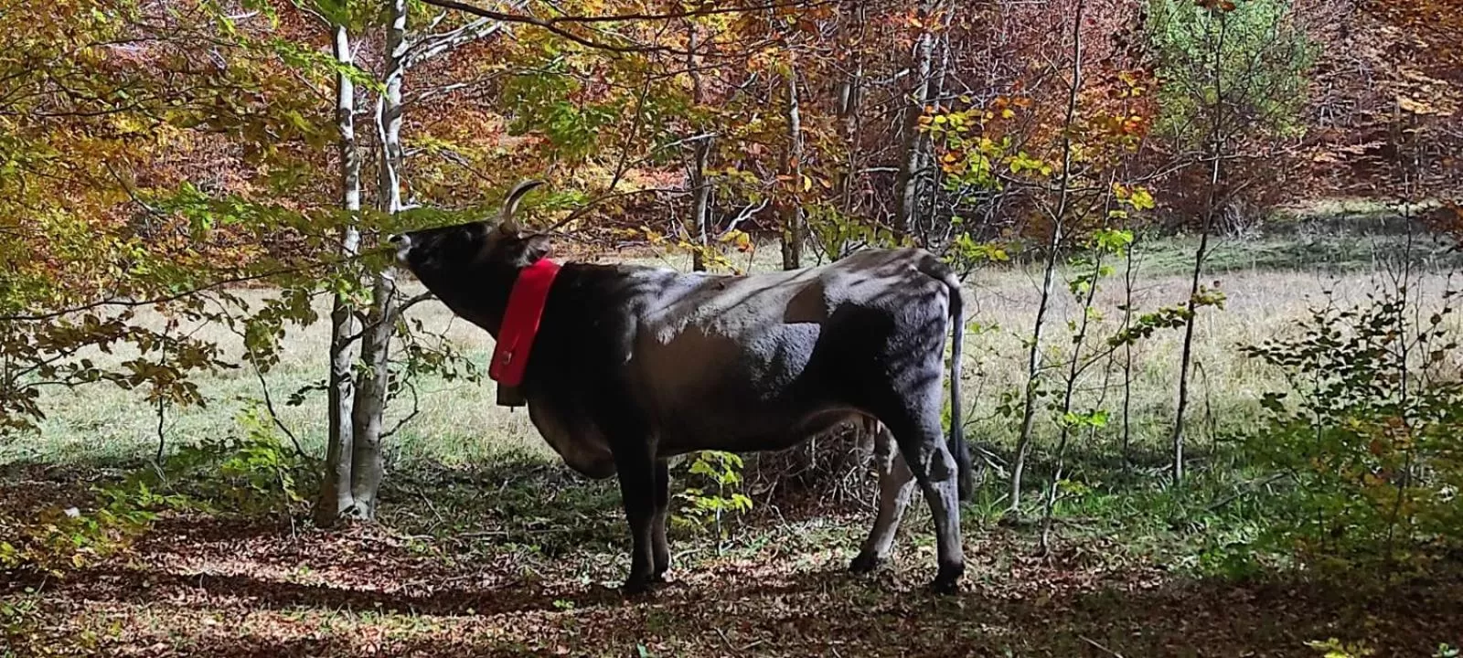 Other Animals in Chalet Lago