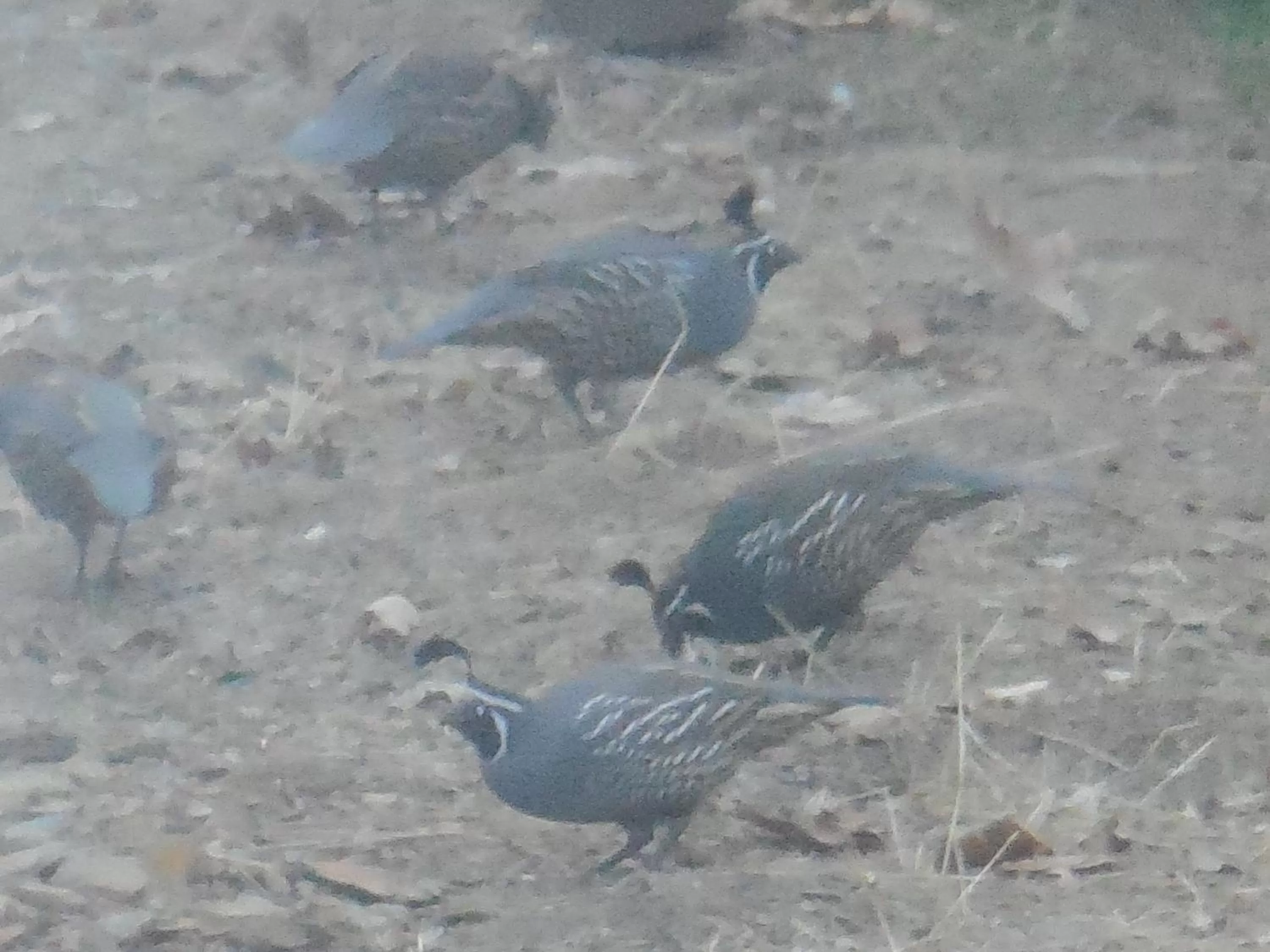 Other, Other Animals in Yosemite Paradise Inn