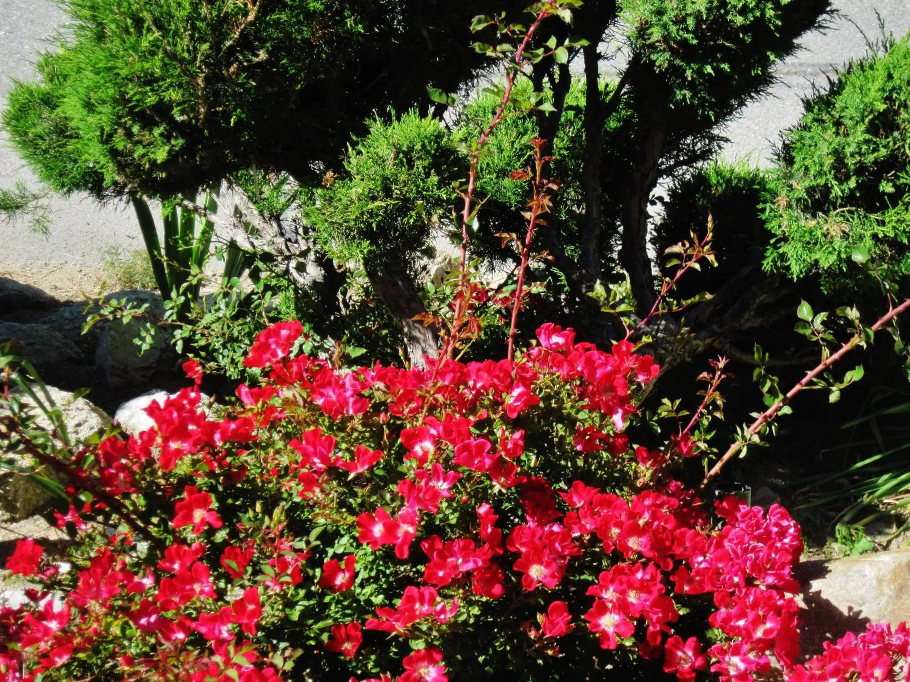 Spring, Garden in The North Shore Inn