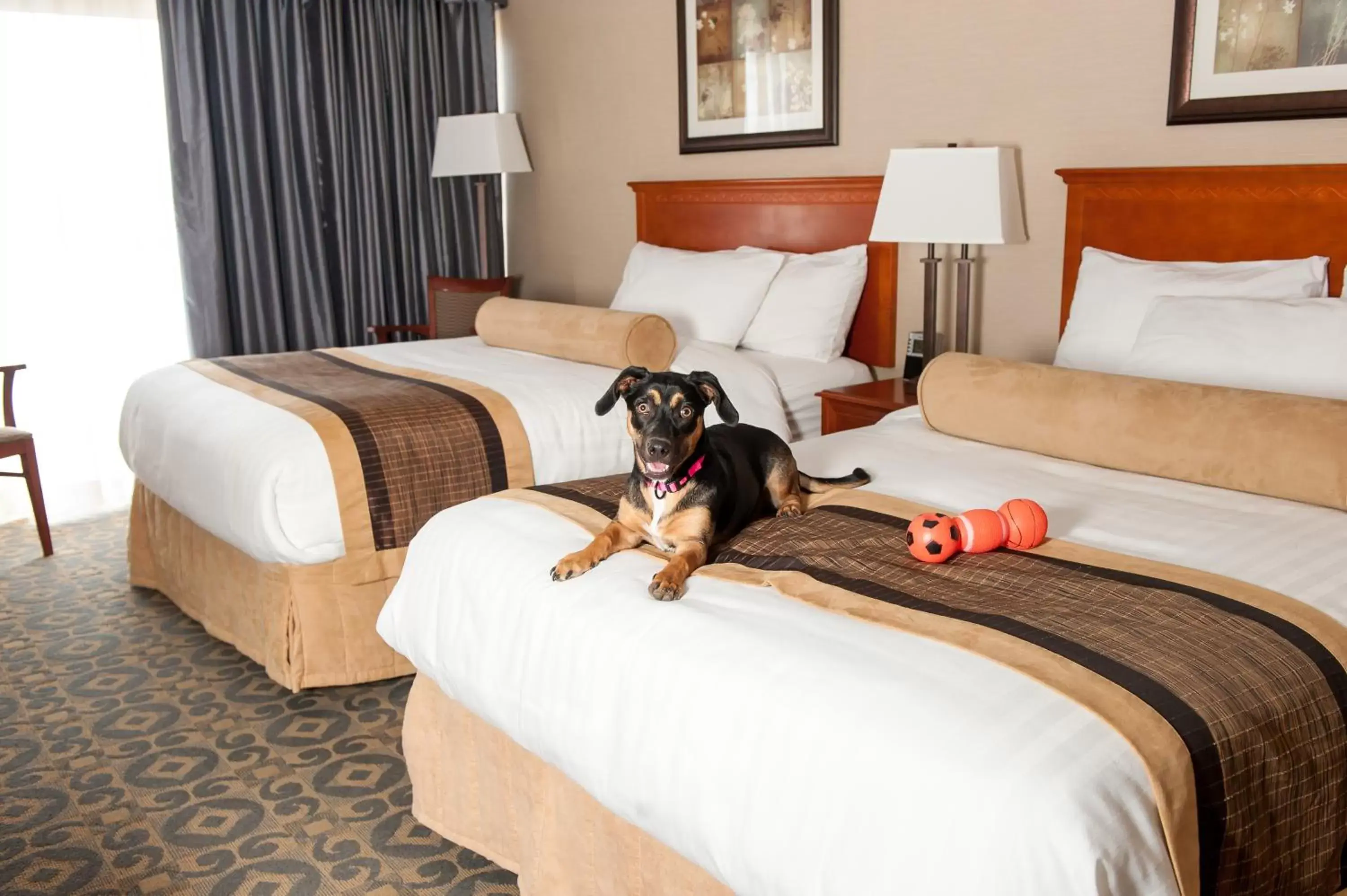 Pets, Bed in Best Western Brantford Hotel and Conference Centre