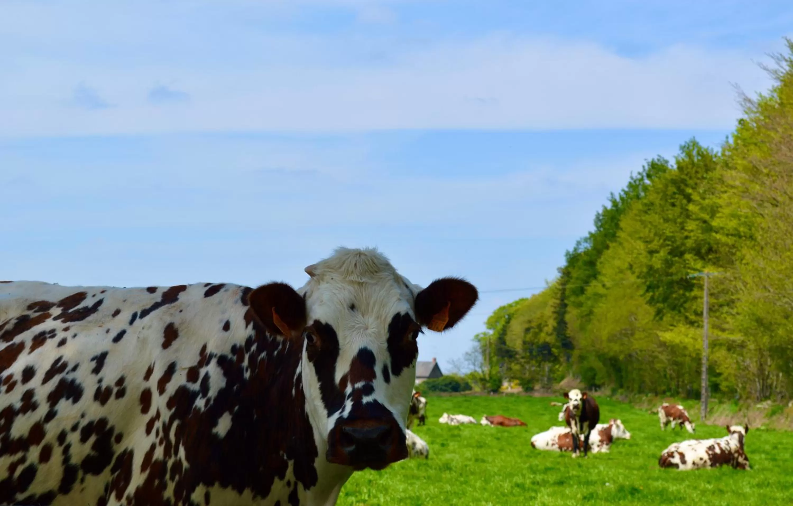 Animals in La Pichonnière