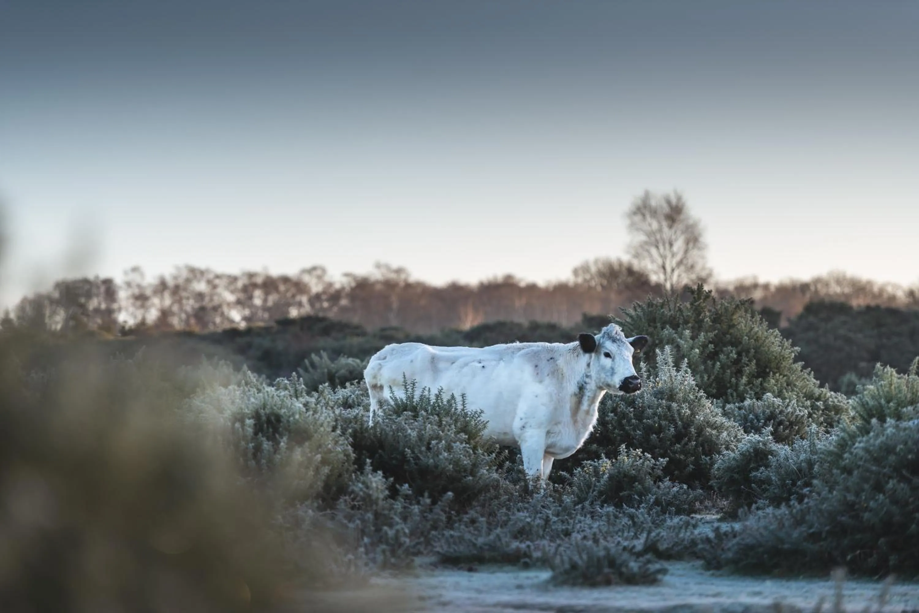 Animals in Burley Manor