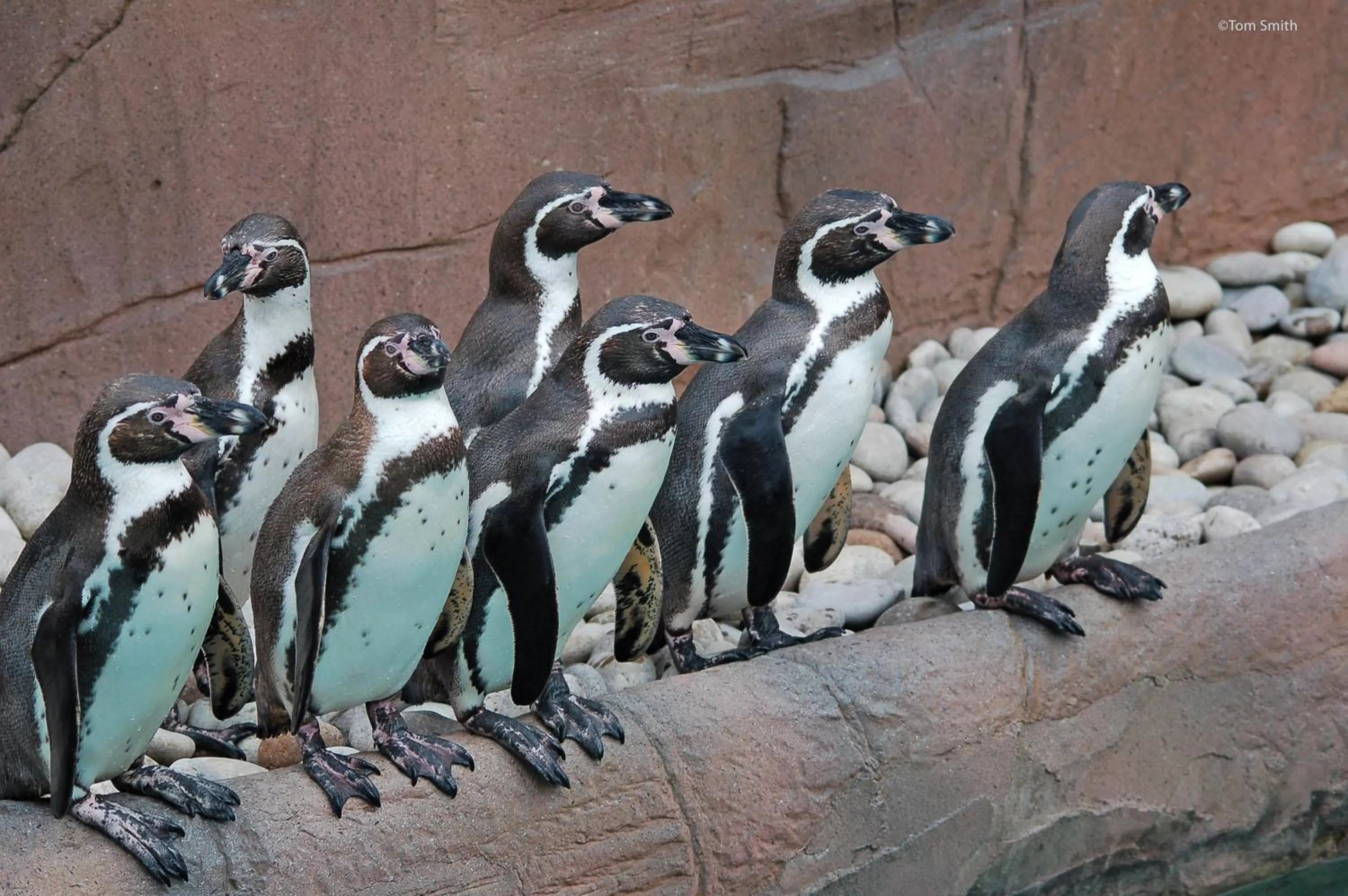 Animals, Other Animals in Marks Tey Hotel Colchester