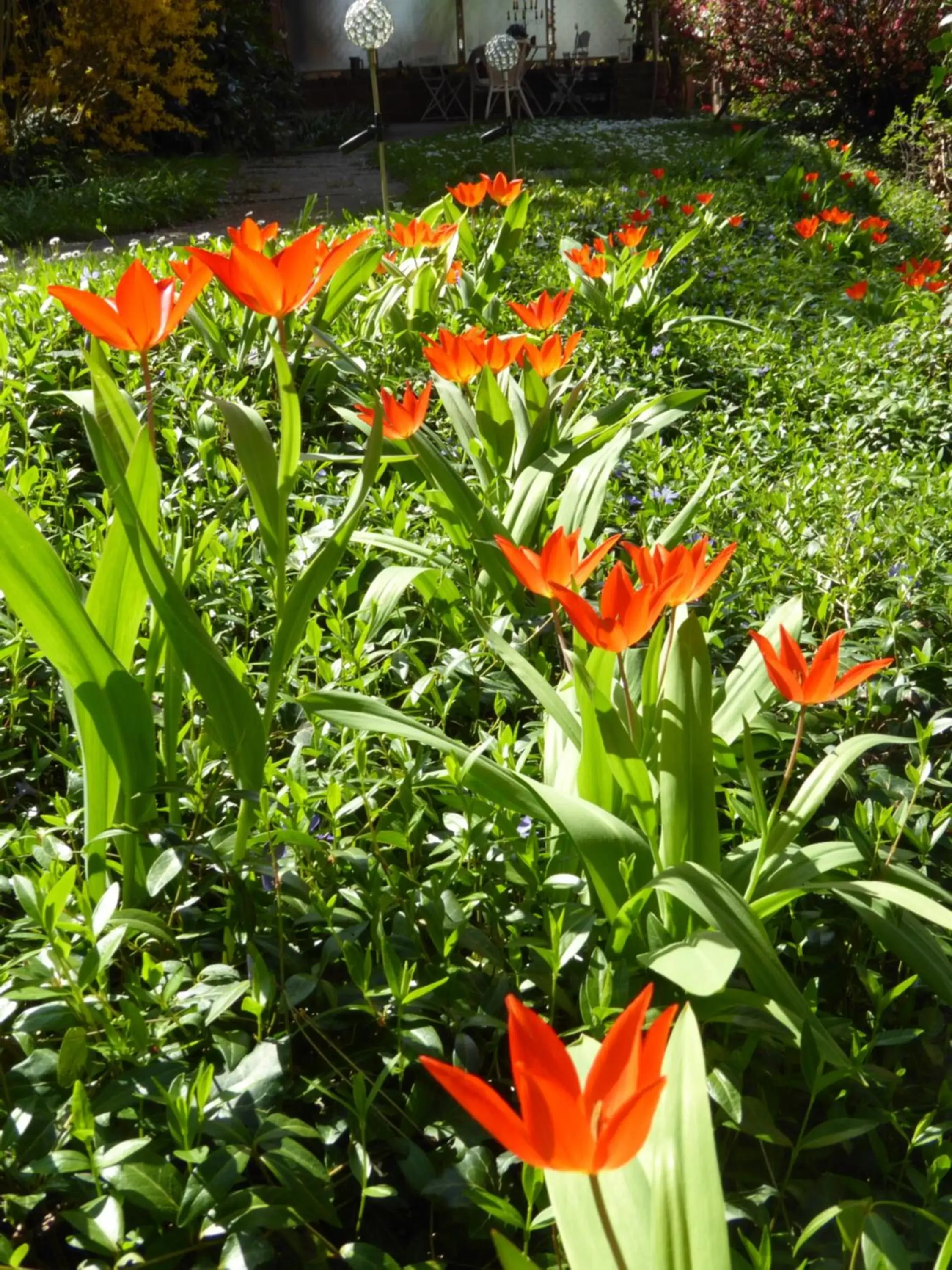 Spring, Garden in Chez Jean et Daisy