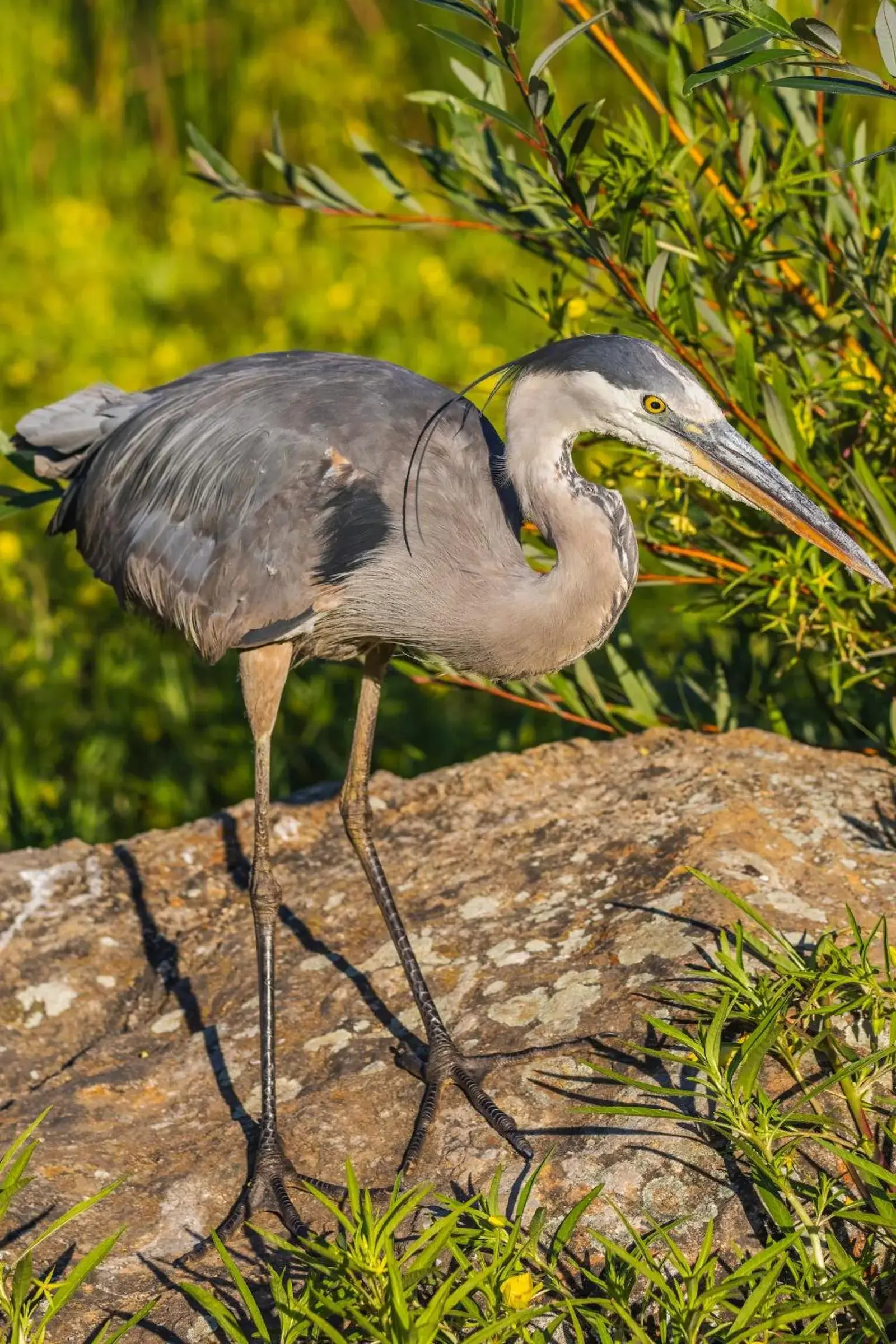 Nearby landmark, Other Animals in Morro Bay Beach Inn