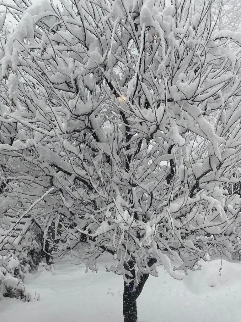 Solang Valley Resort