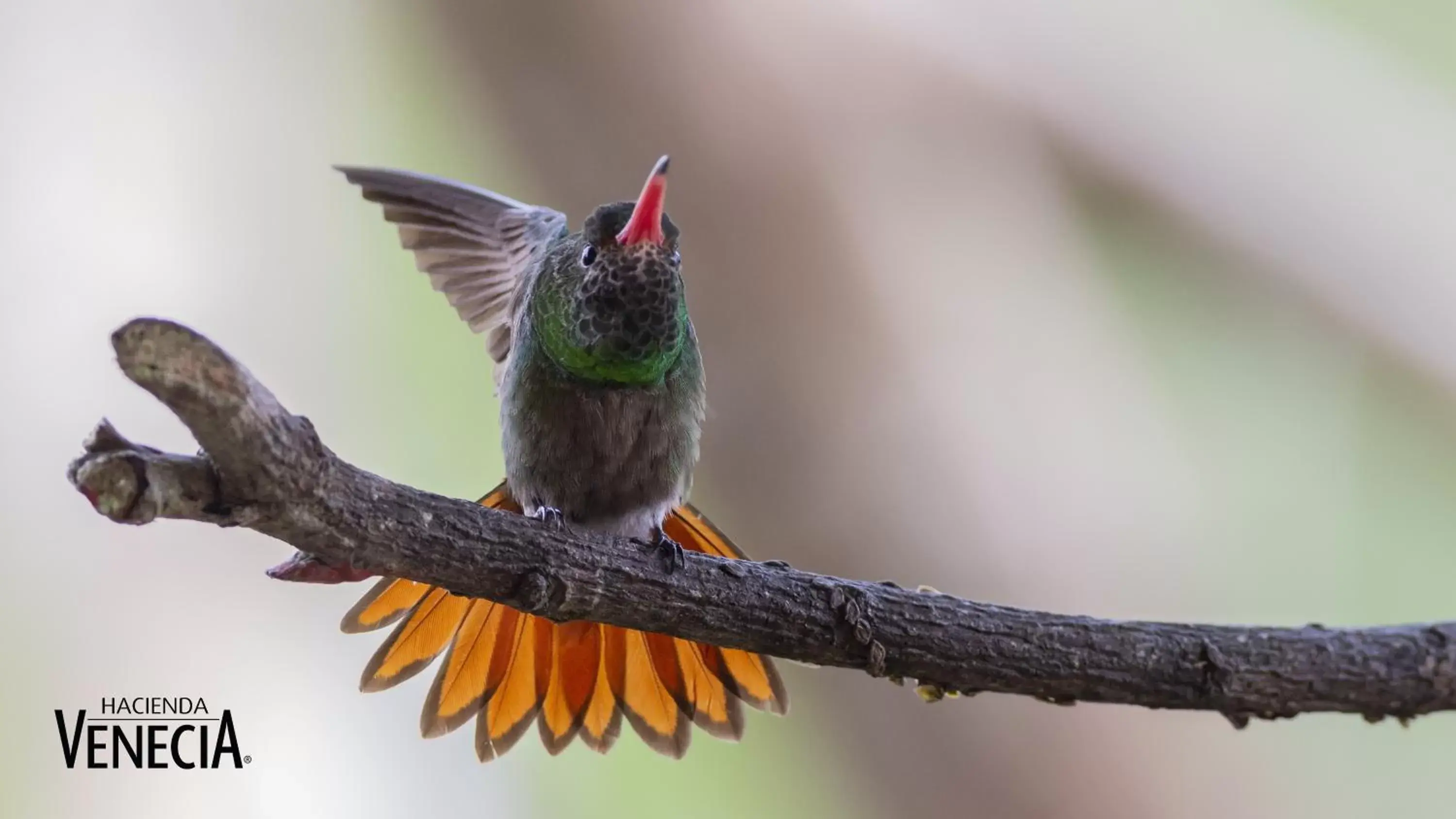 Double or Twin Room with Bathroom - COFFEE LODGE in Hacienda Venecia Coffee Farm Hotel Double or Twin Room with Bathroom - COFFEE LODGE in Hacienda Venecia Coffee Farm Hotel