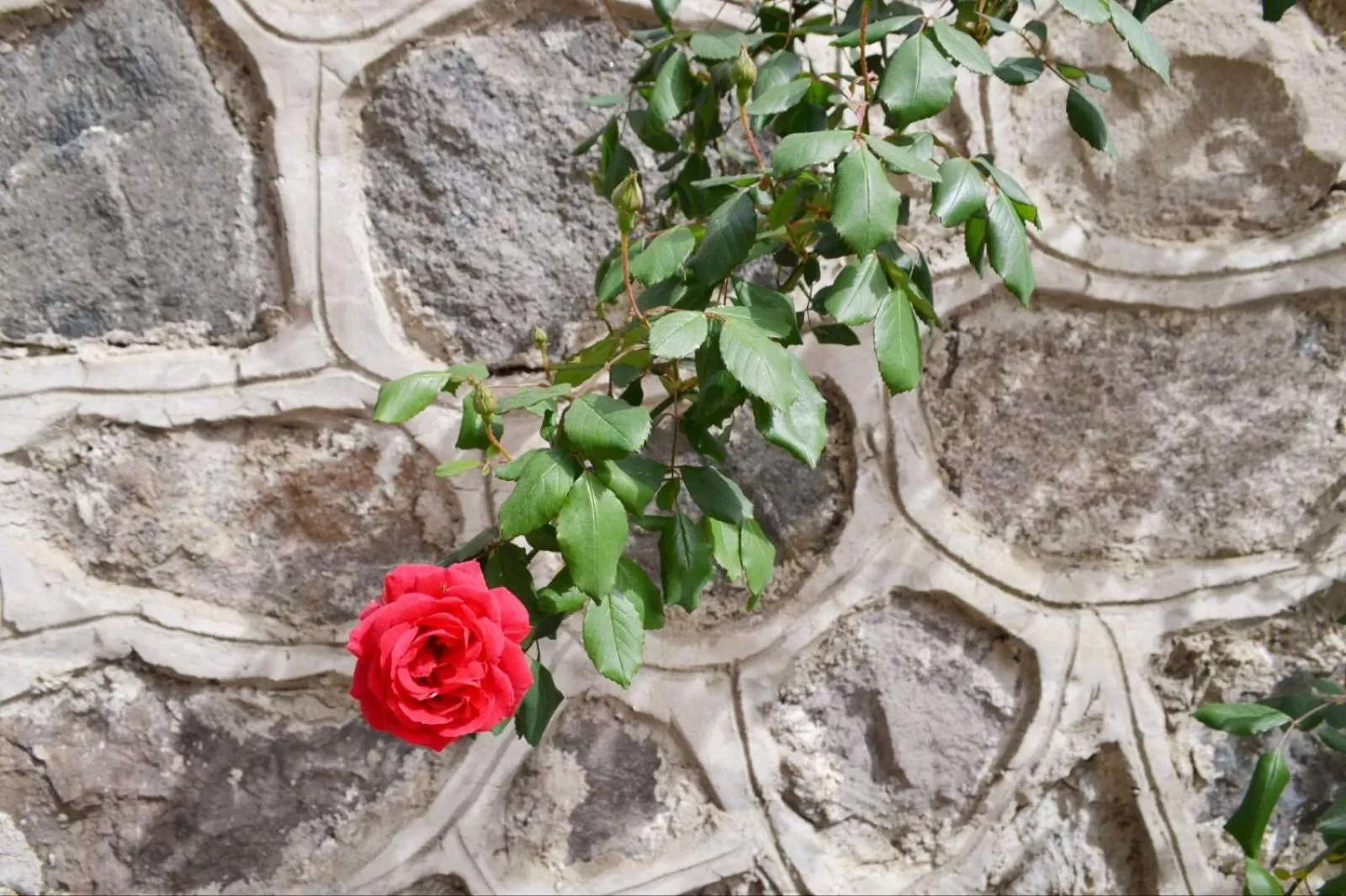 Garden in The Twins Apartmens