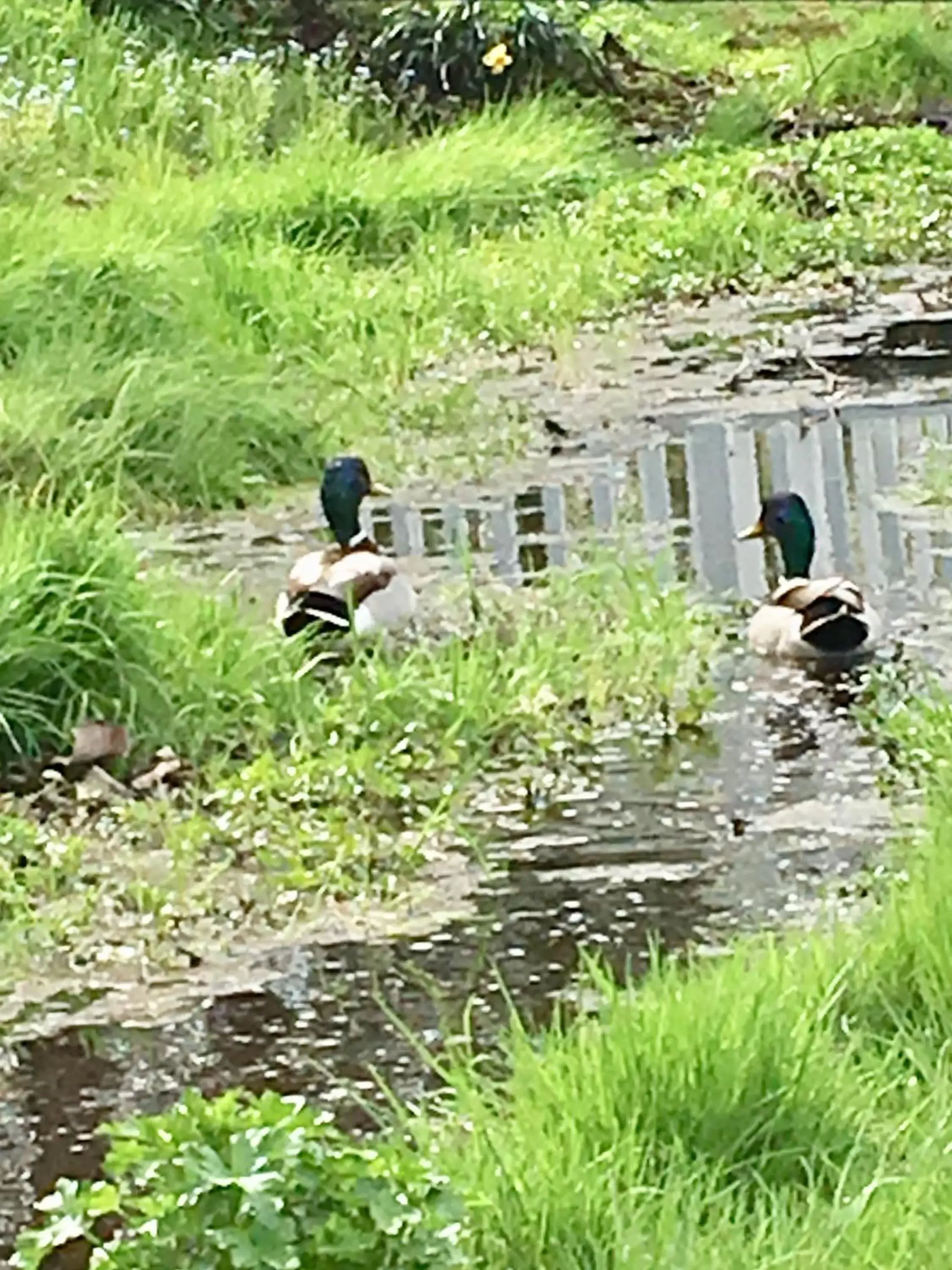 Natural landscape, Other Animals in Darlington House Bed and Breakfast