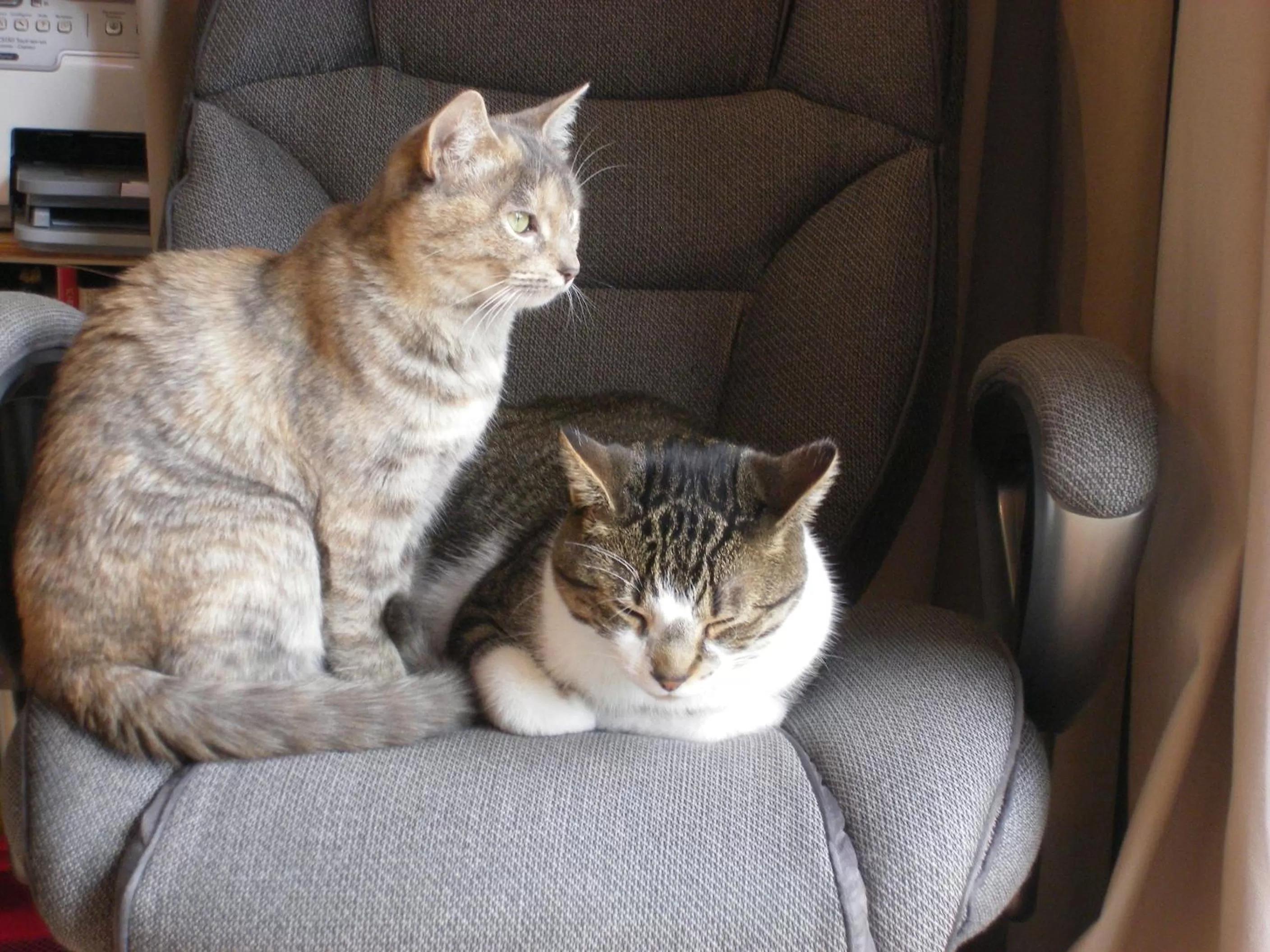 Pets in Atelier Galerie Anne Drouin Peinture & Pension