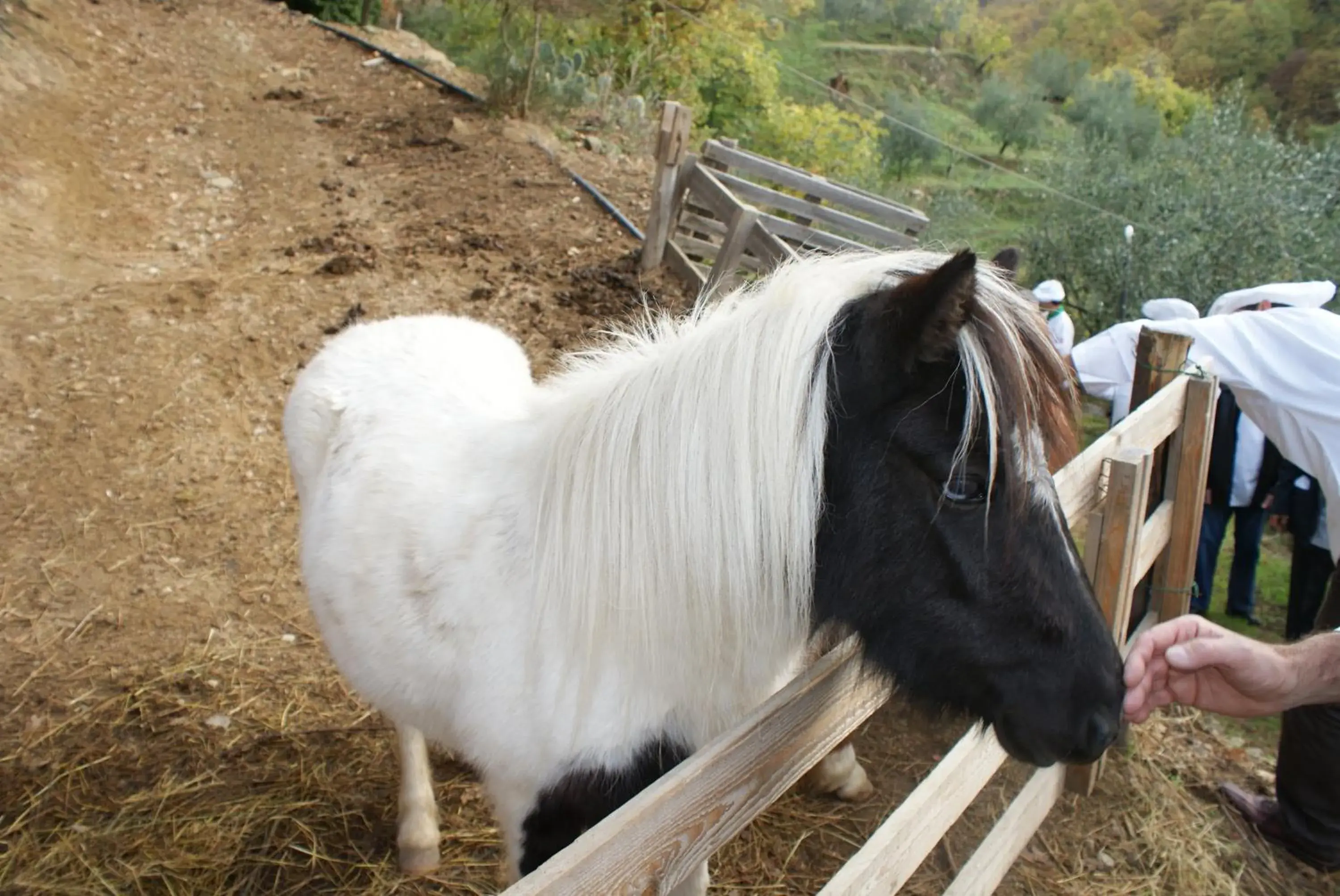 Animals, Other Animals in Hotel Archimede