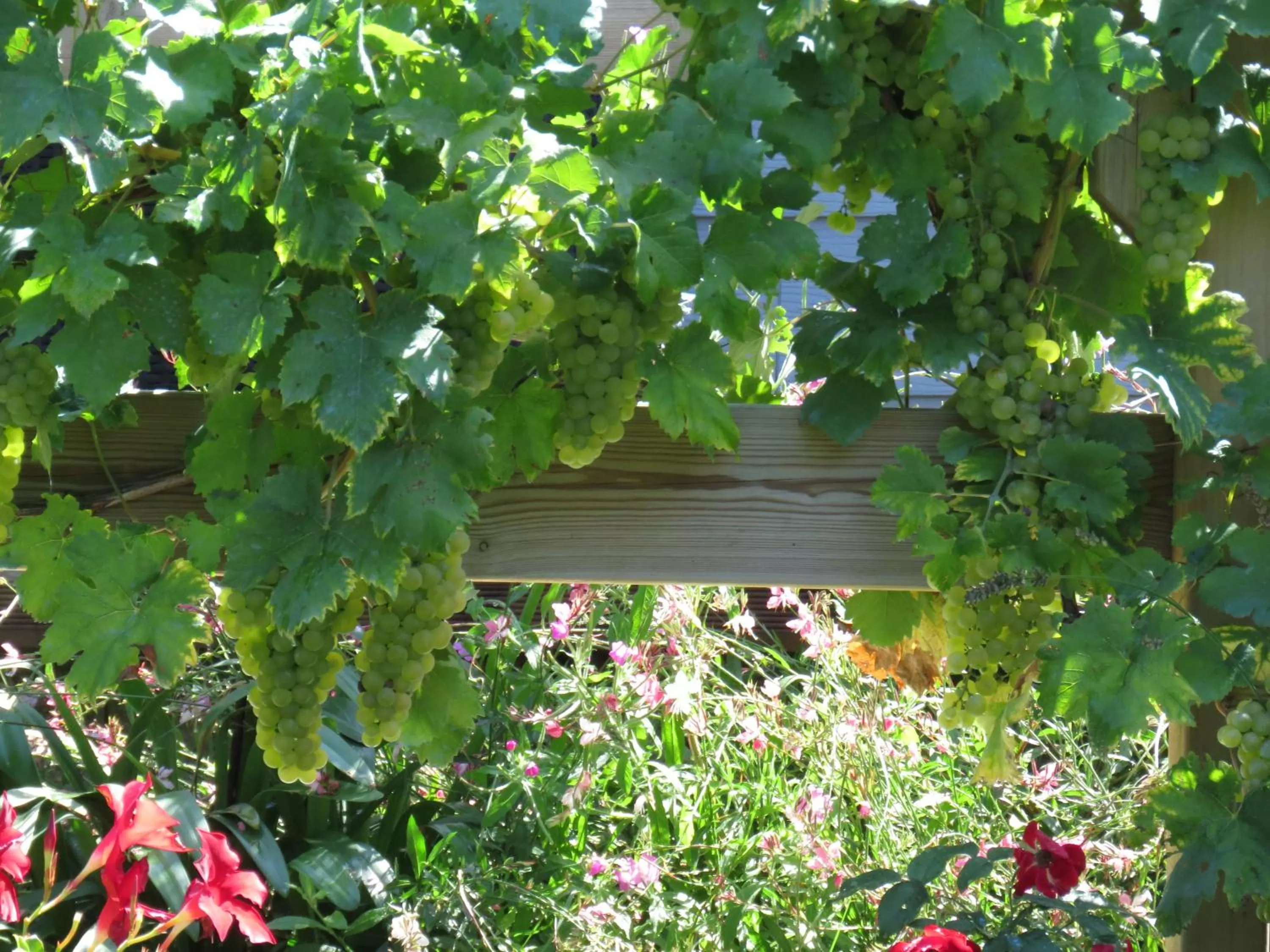 Garden in Les Arums de Fondeminjean