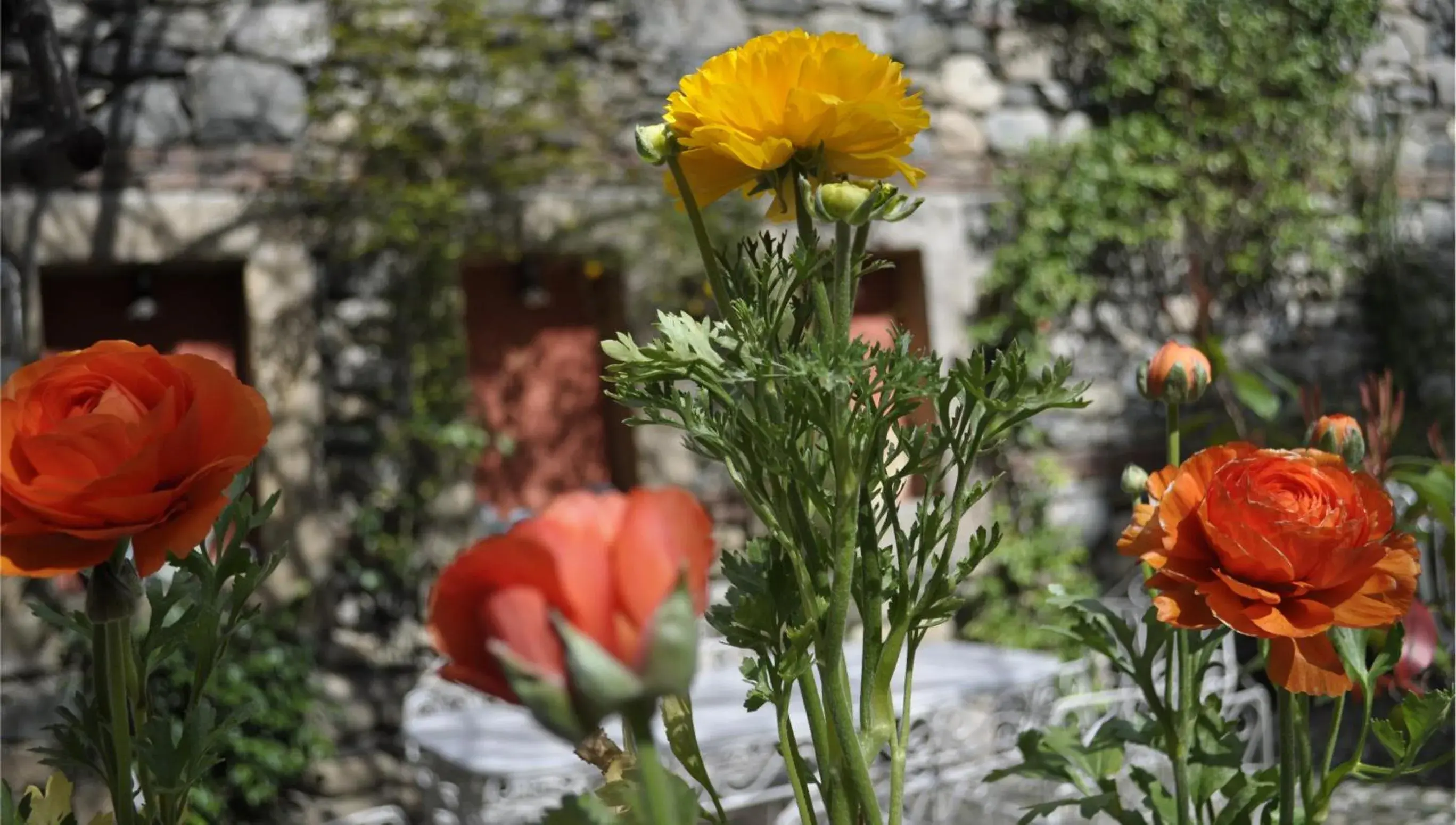 Garden in Kitapevi Hotel