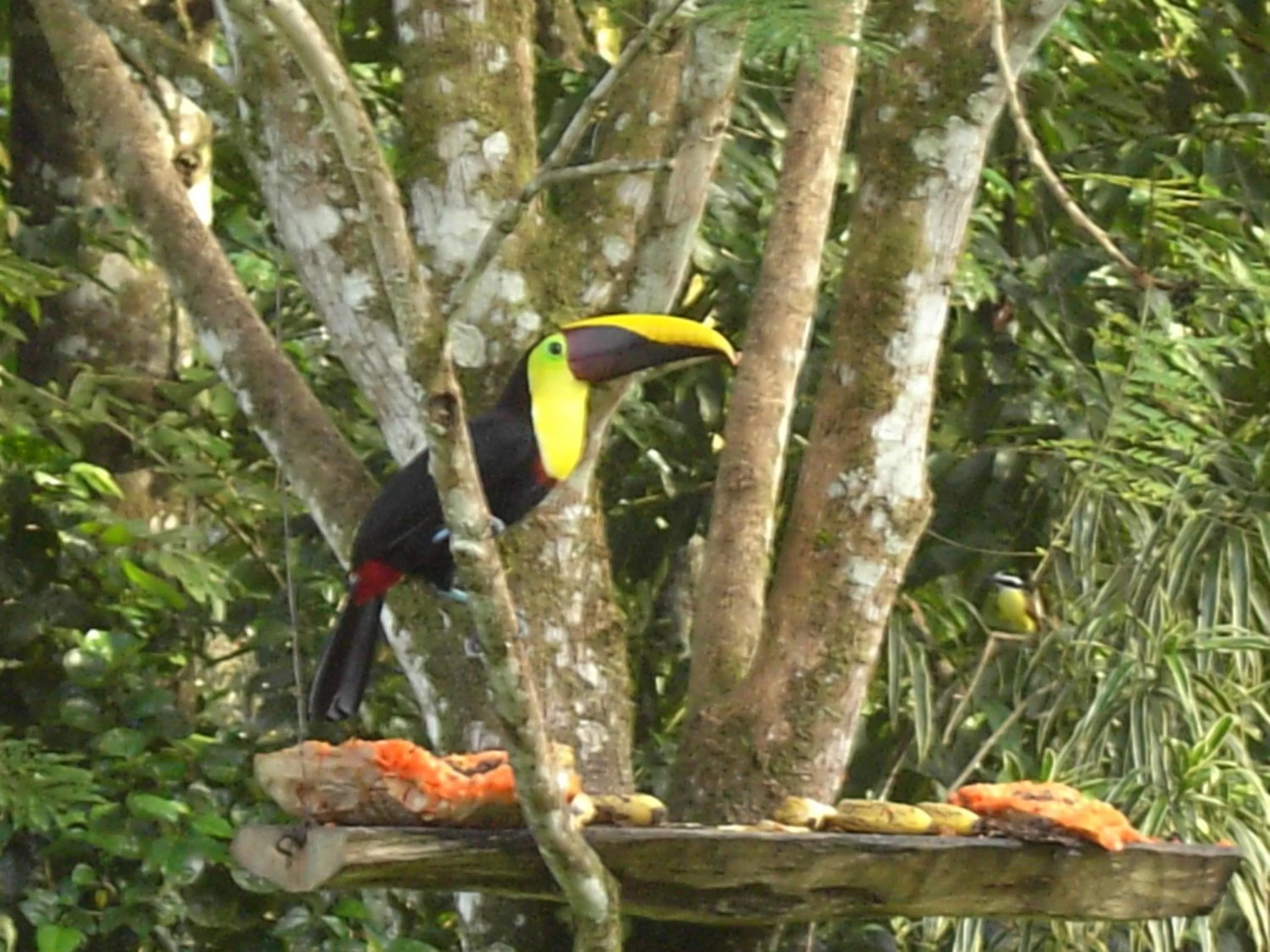 Animals, Other Animals in La Purruja Lodge
