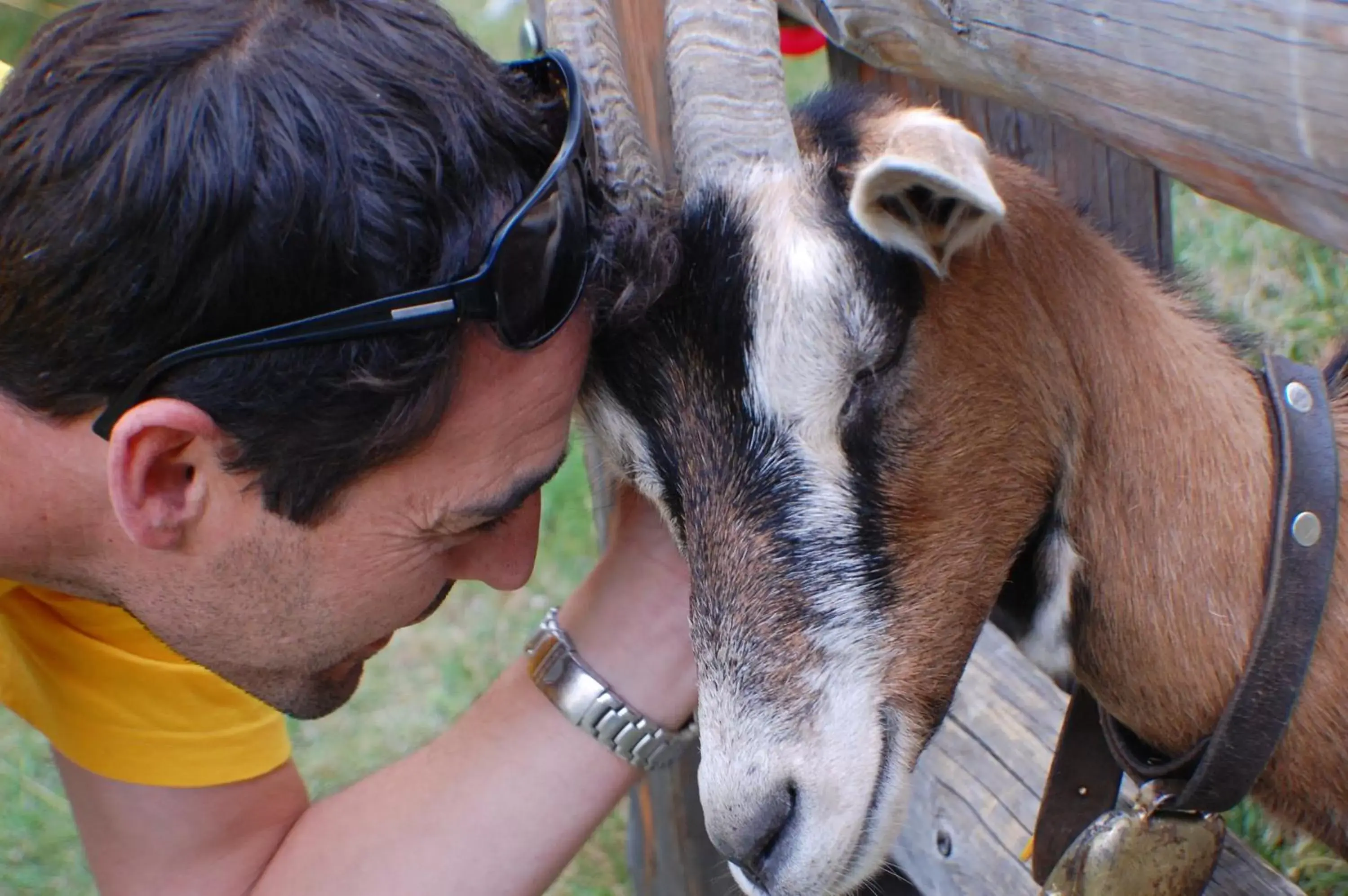 Summer, Other Animals in Hotel Garni Jägerhof