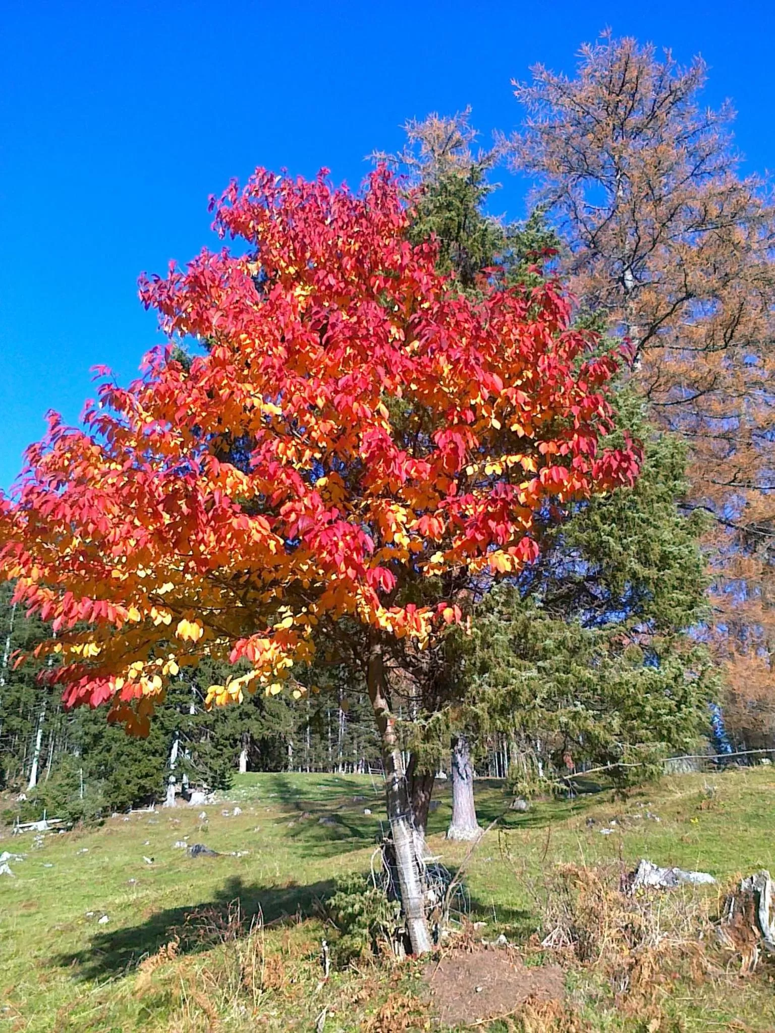 Natural landscape in Hotel Neuwirt