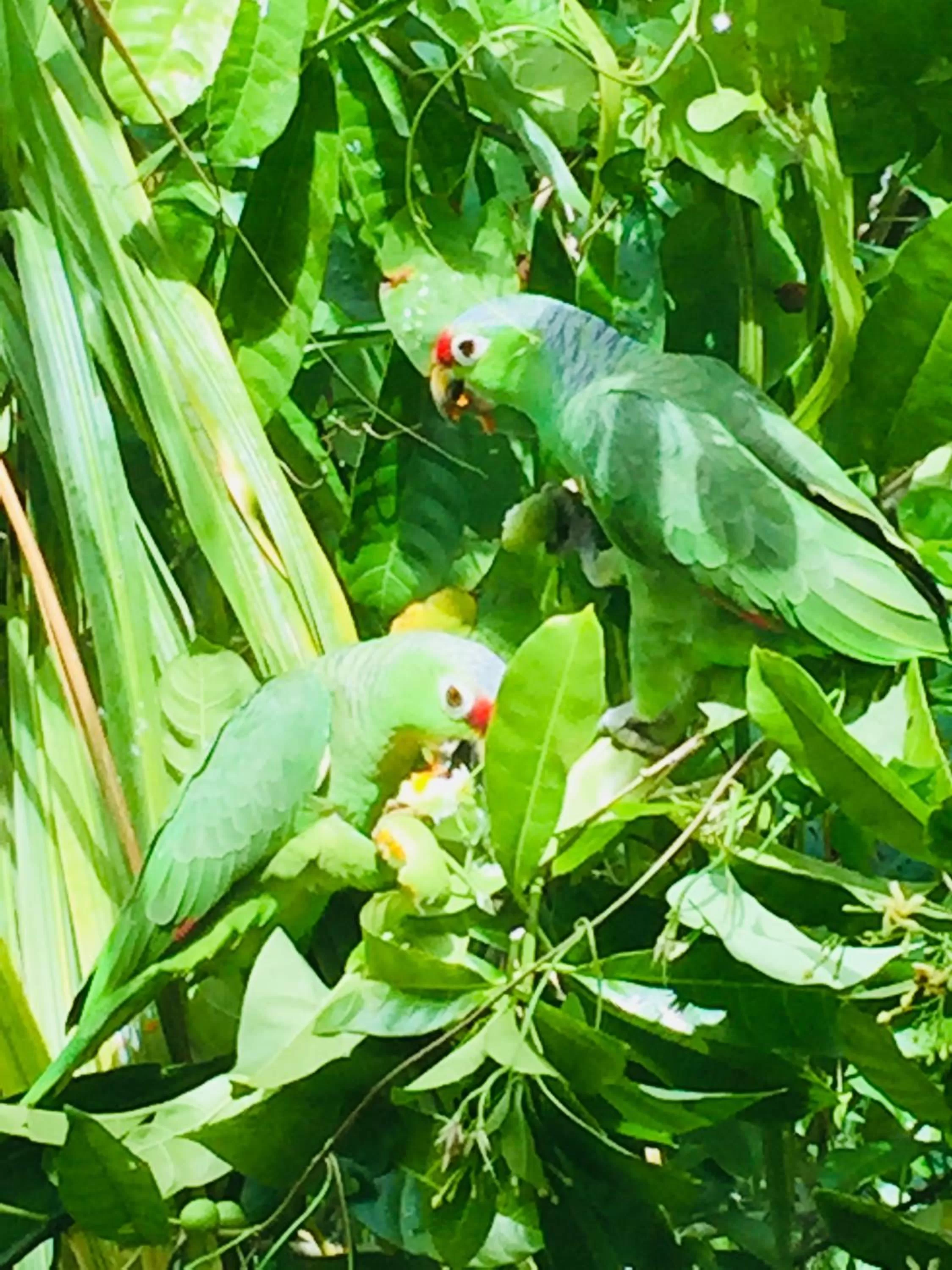 Animals, Other Animals in Casa Oceana Bed & Breakfast