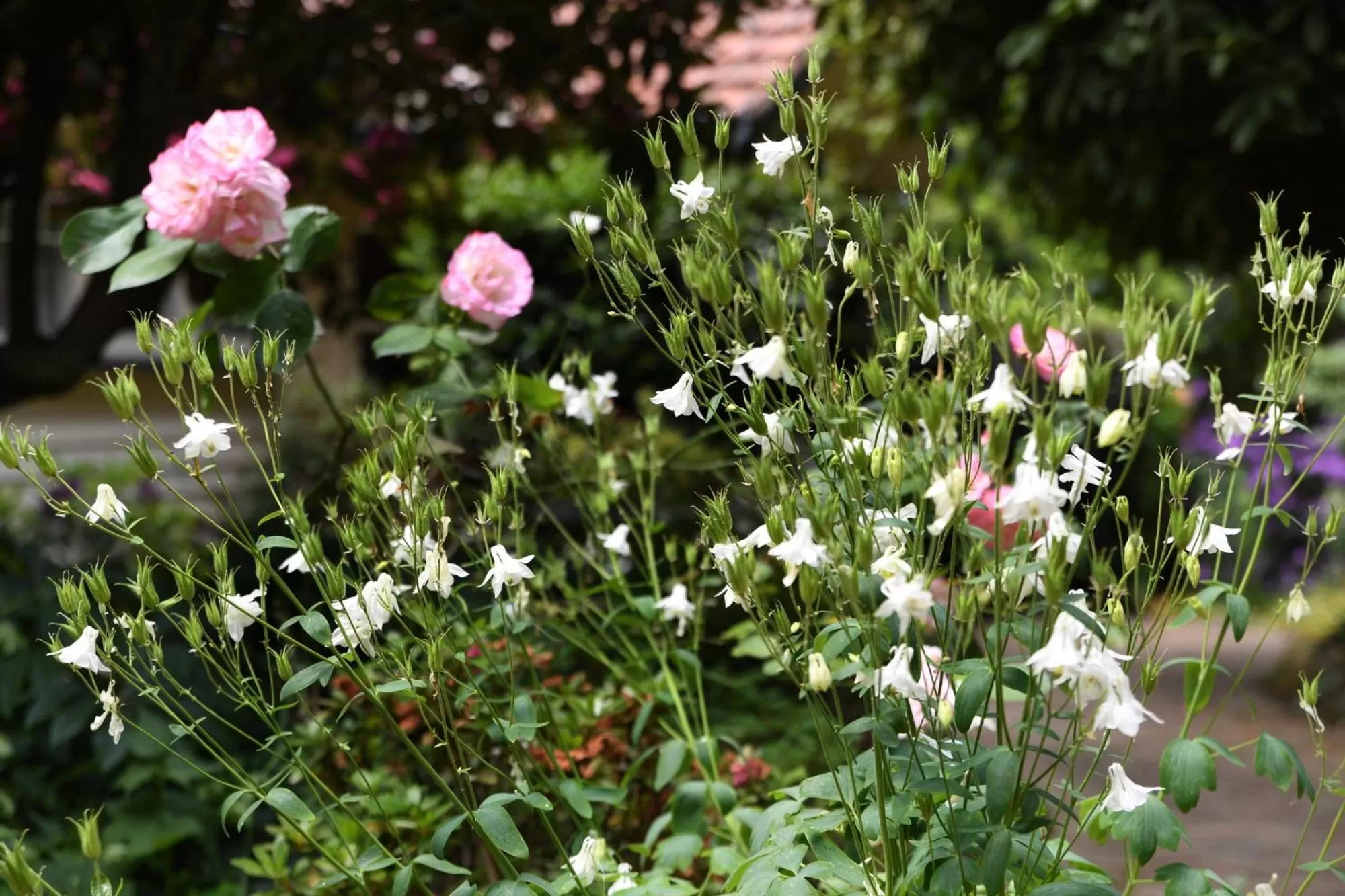 Garden in Cambridge Cottages