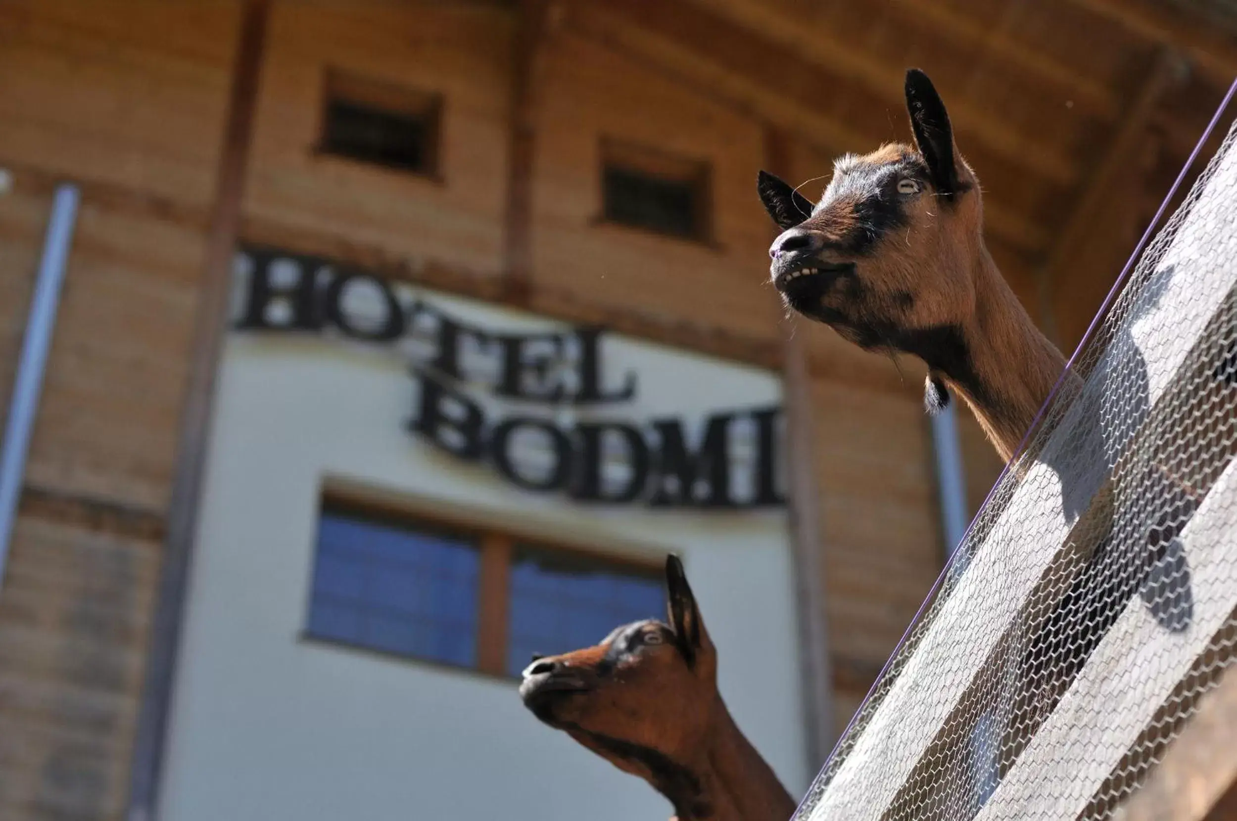 Area and facilities, Pets in Hotel Bodmi