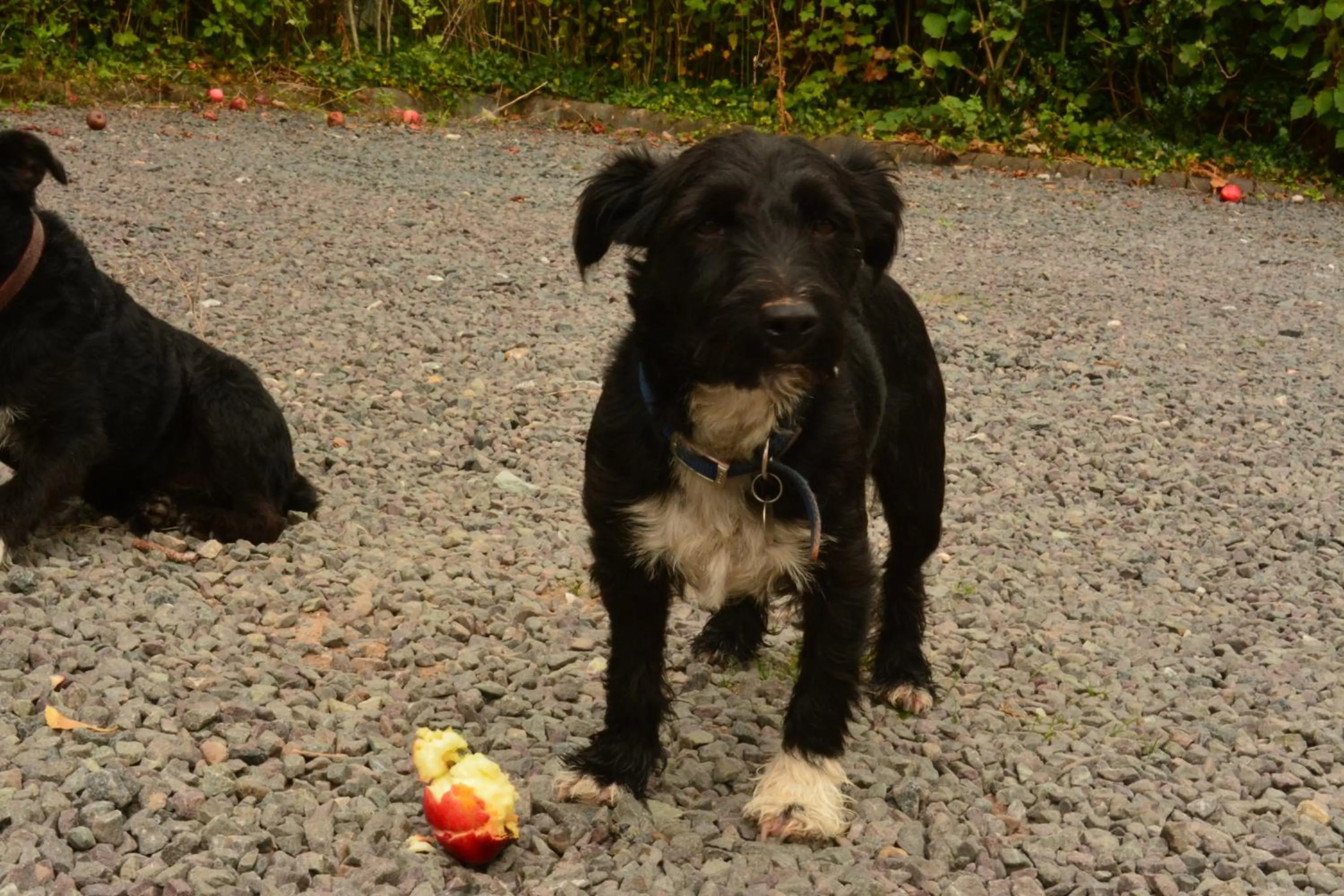Pine Tree Lodge, Bridgnorth
