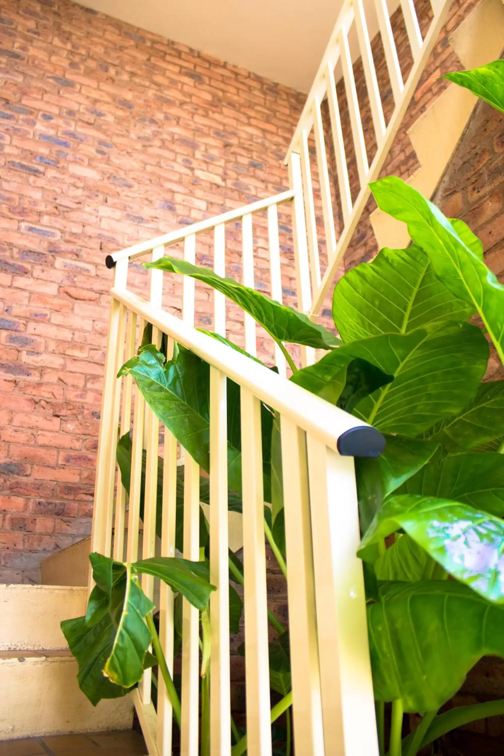 Balcony/Terrace in Shearing Shed Motor Inn