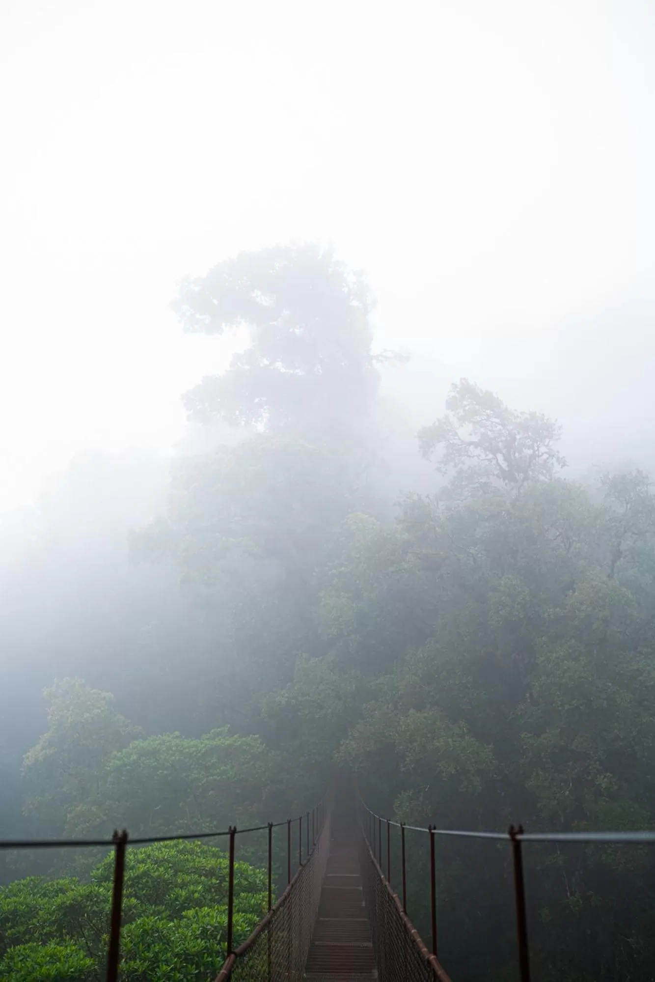 Hiking in TREE TREK BOQUETE Adventure Park