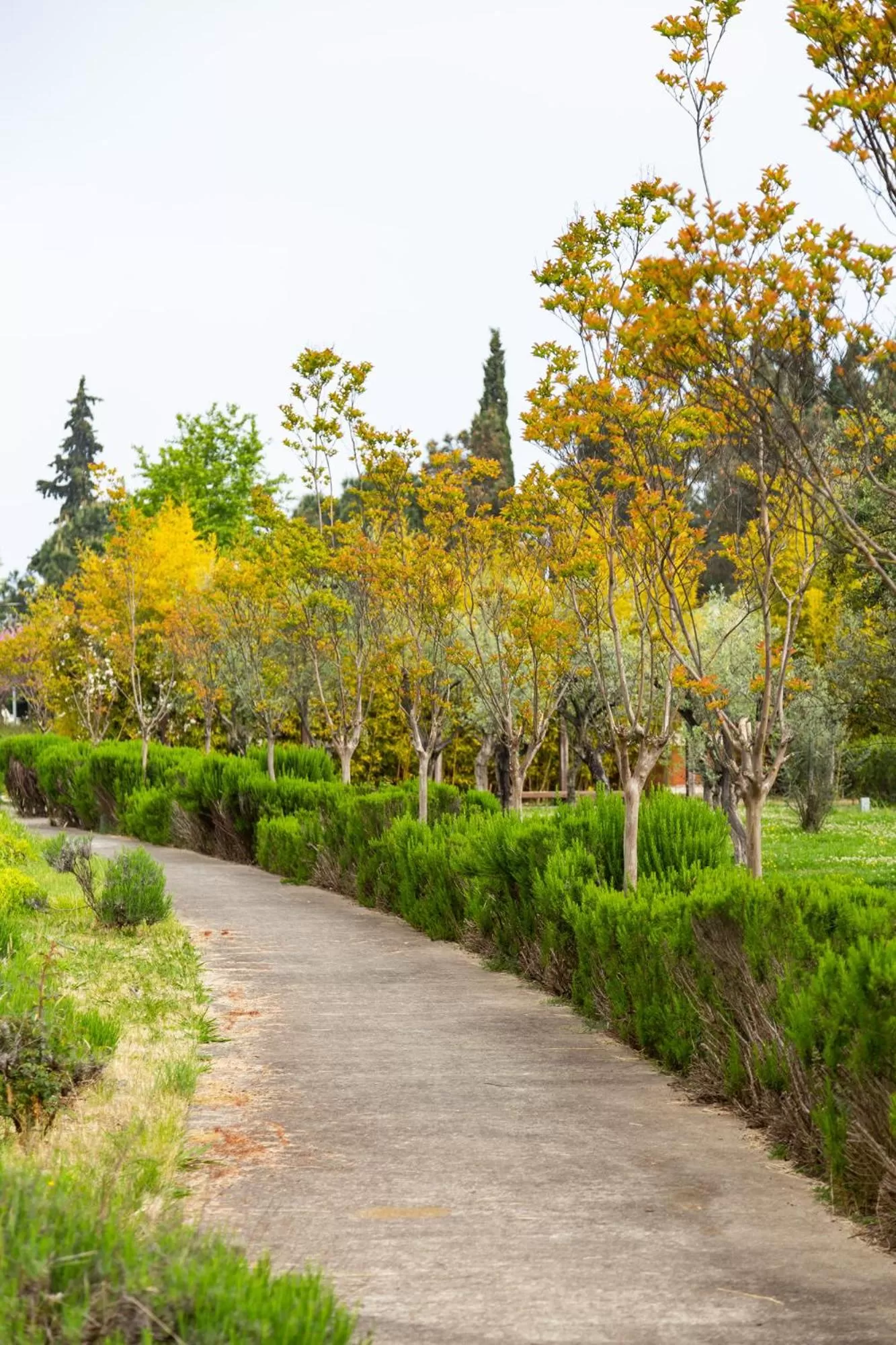 Garden in Novotel Trabzon