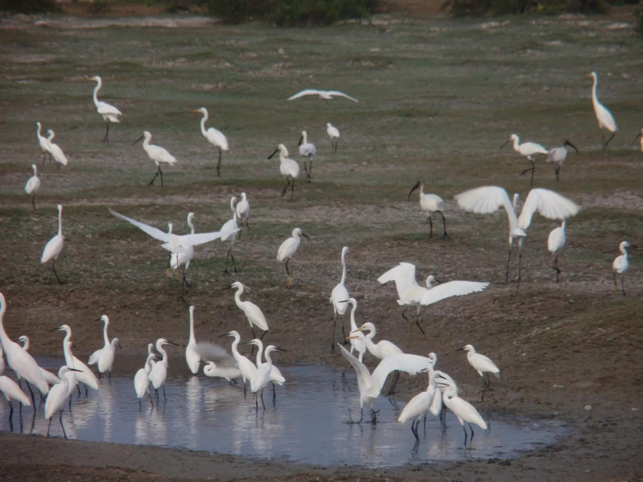 Other, Other Animals in Rockvilla homestay and BNB