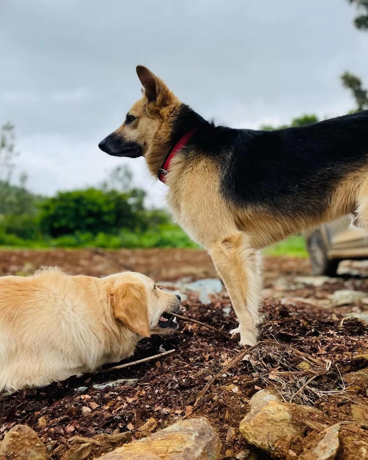 Pets in Commune18 Resort Chikmagalur