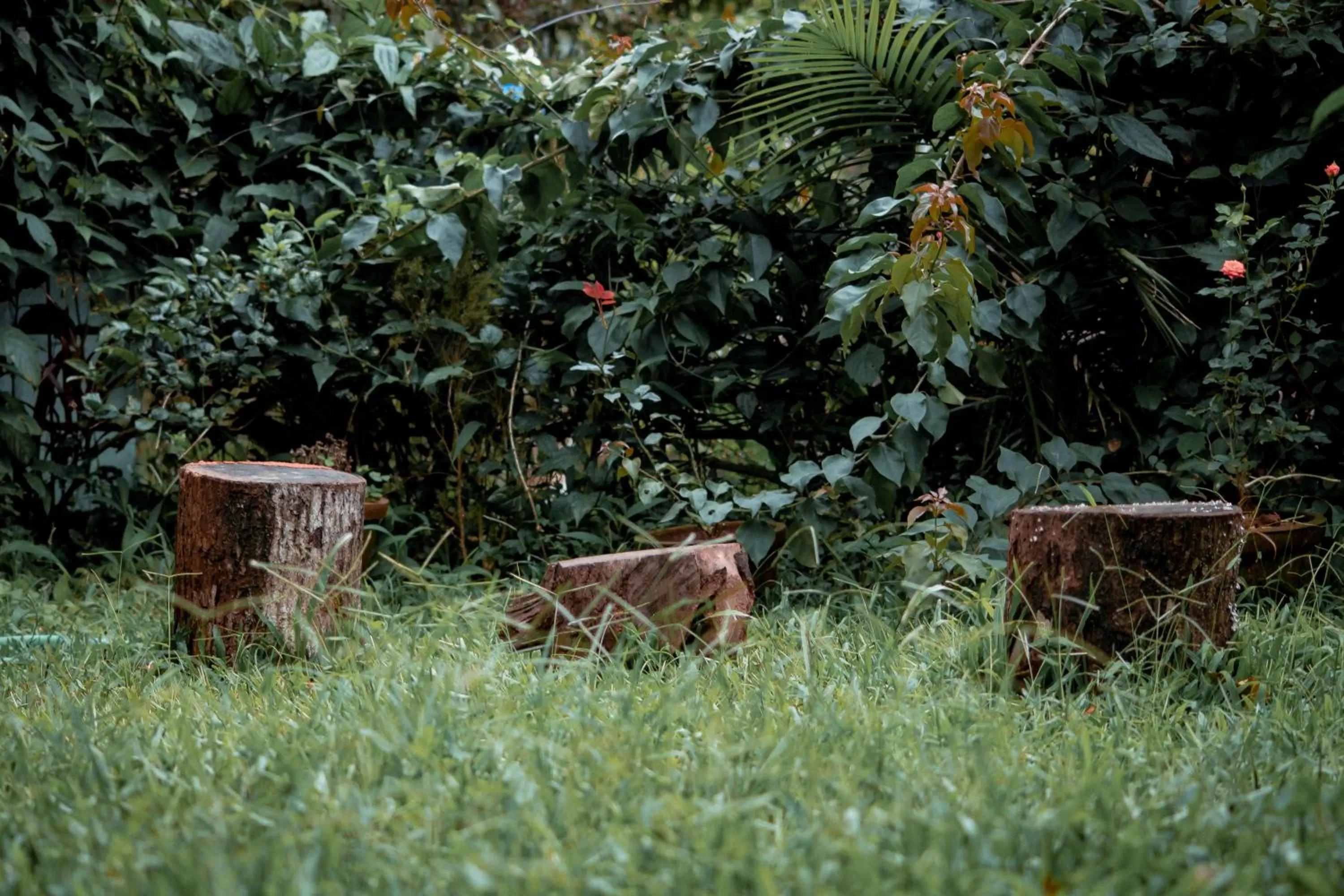 Garden, Other Animals in Edens Munnar