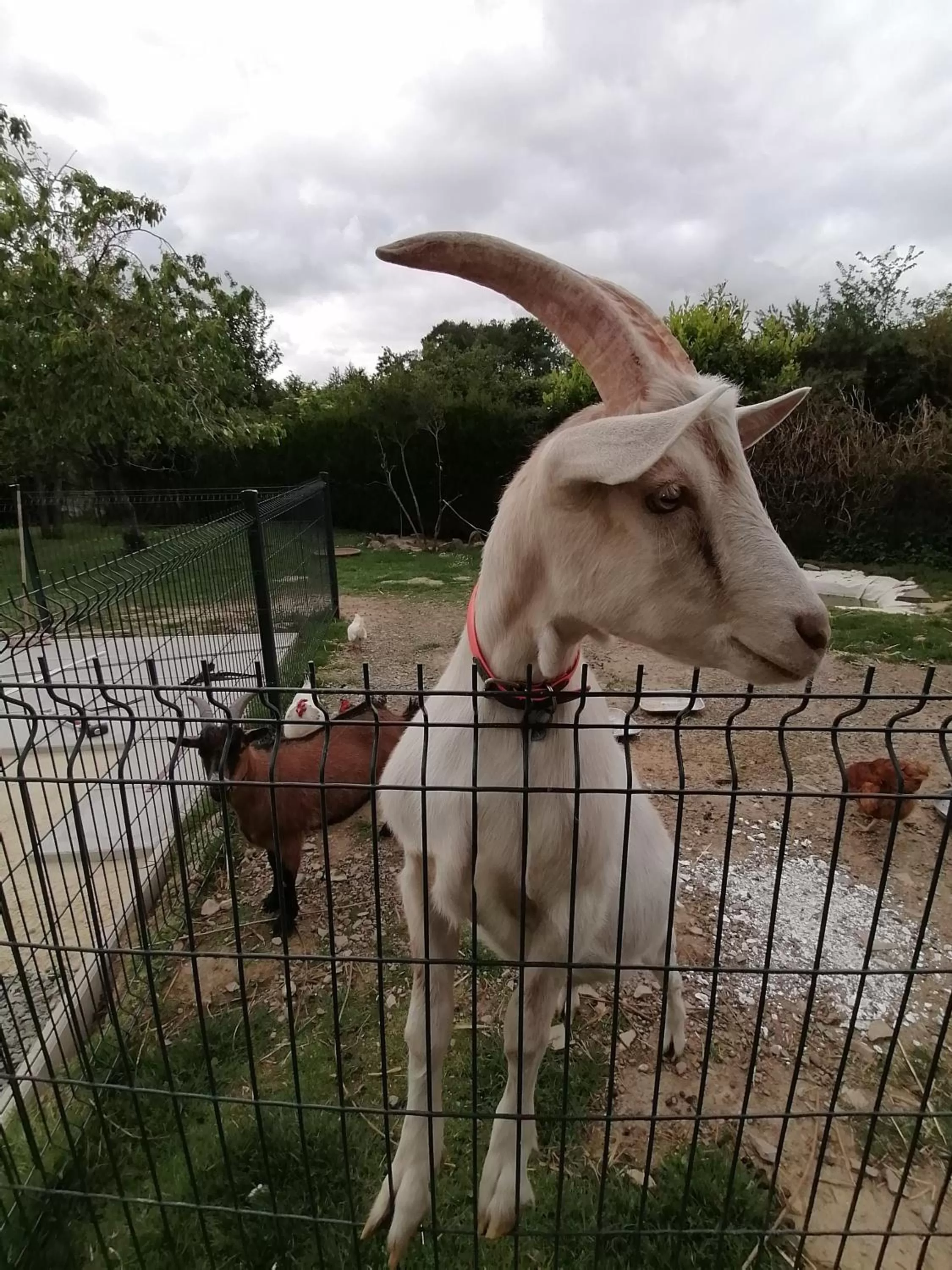 Animals, Pets in La Parisière