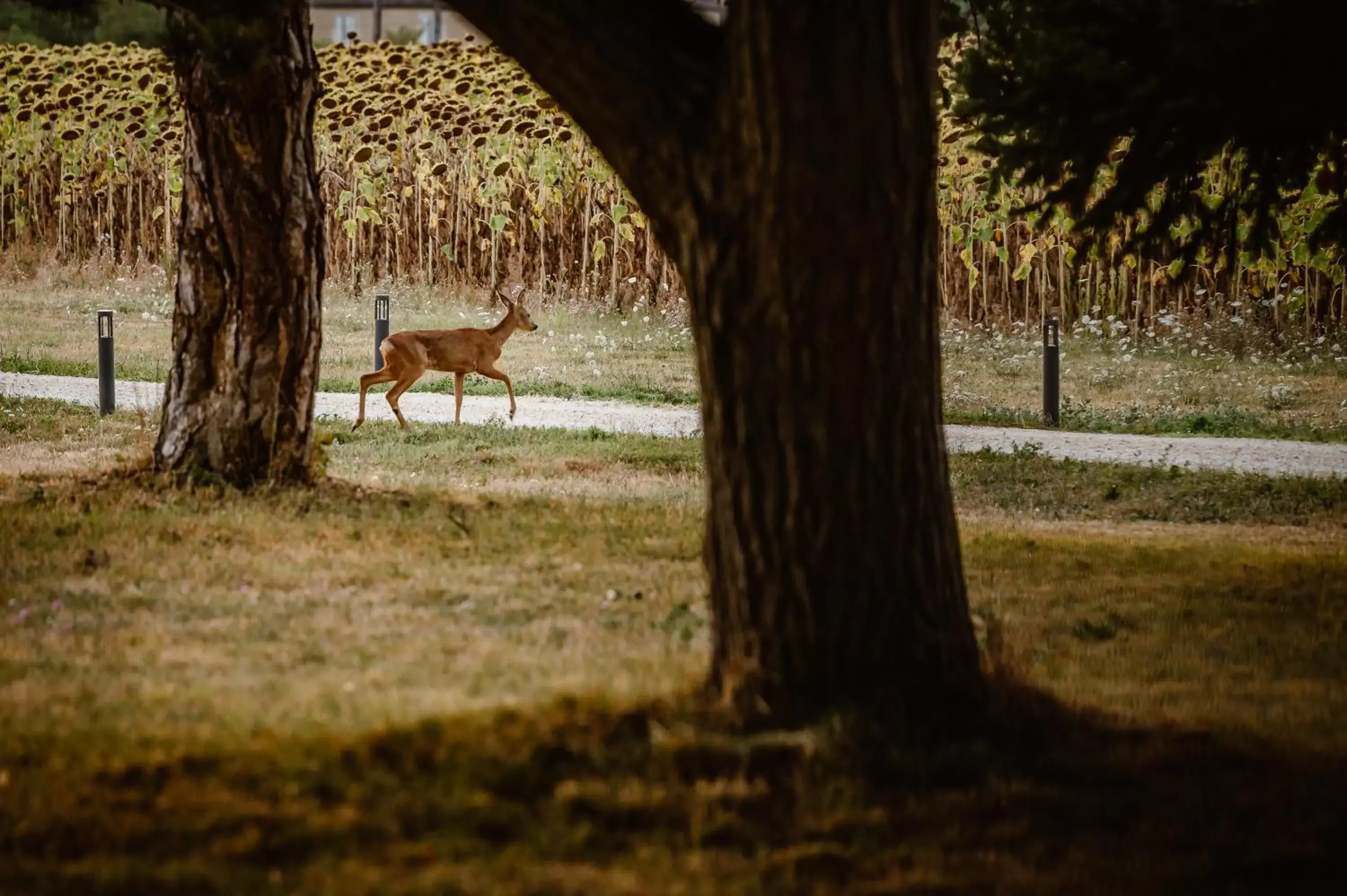 Other Animals in Domaine de Boulouch