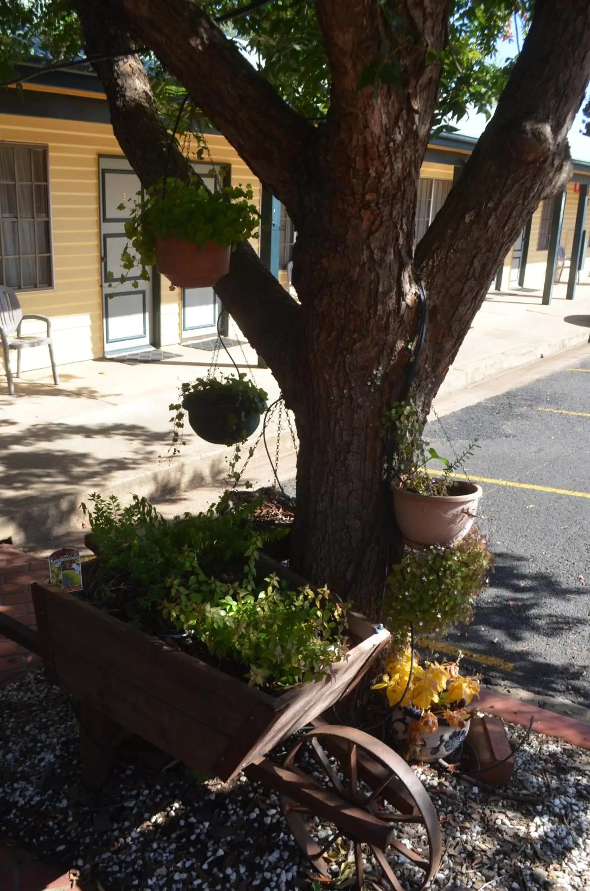 Garden in Ten Dollar Town Motel