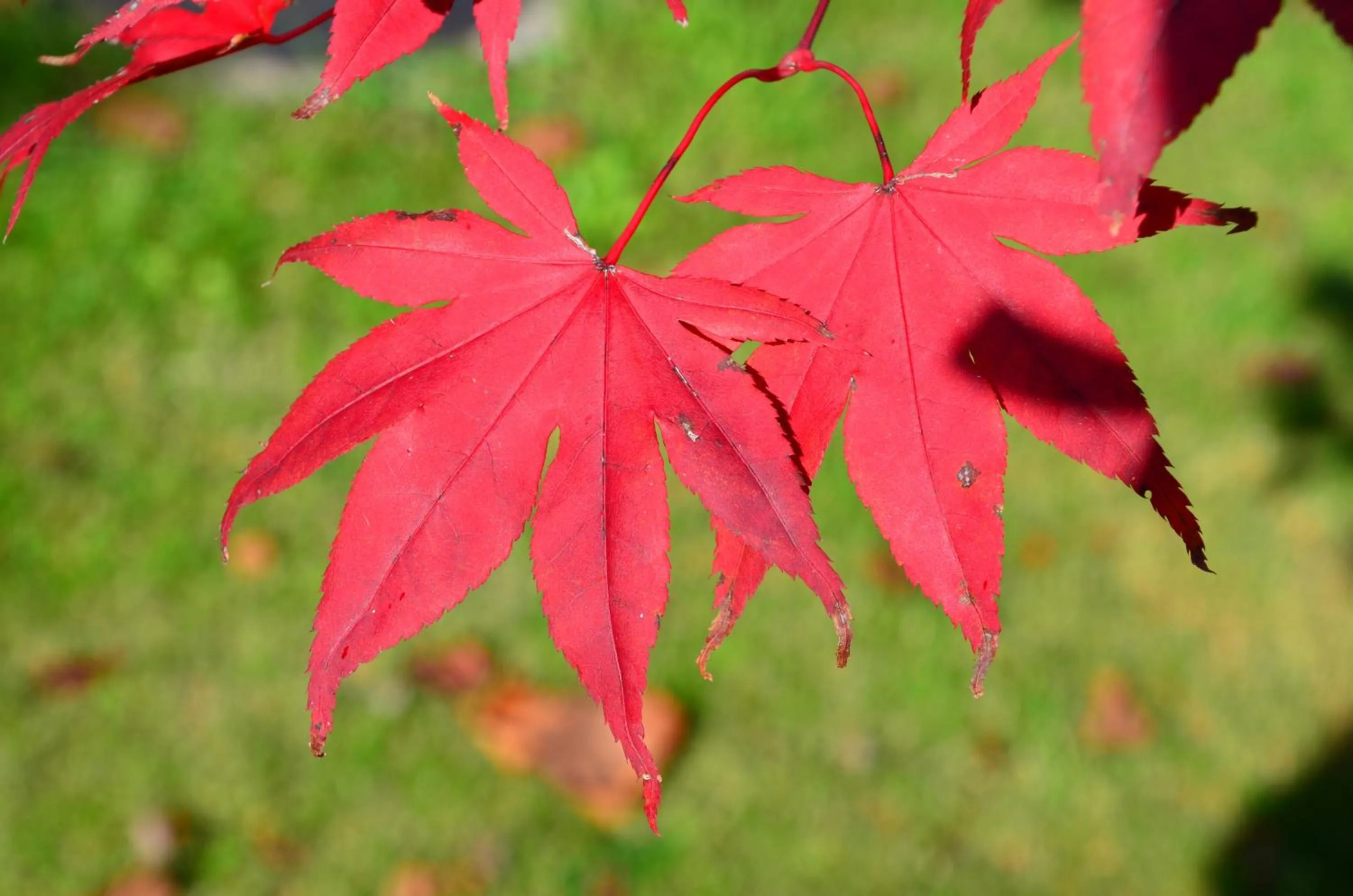 Day in Bad Schauenburg