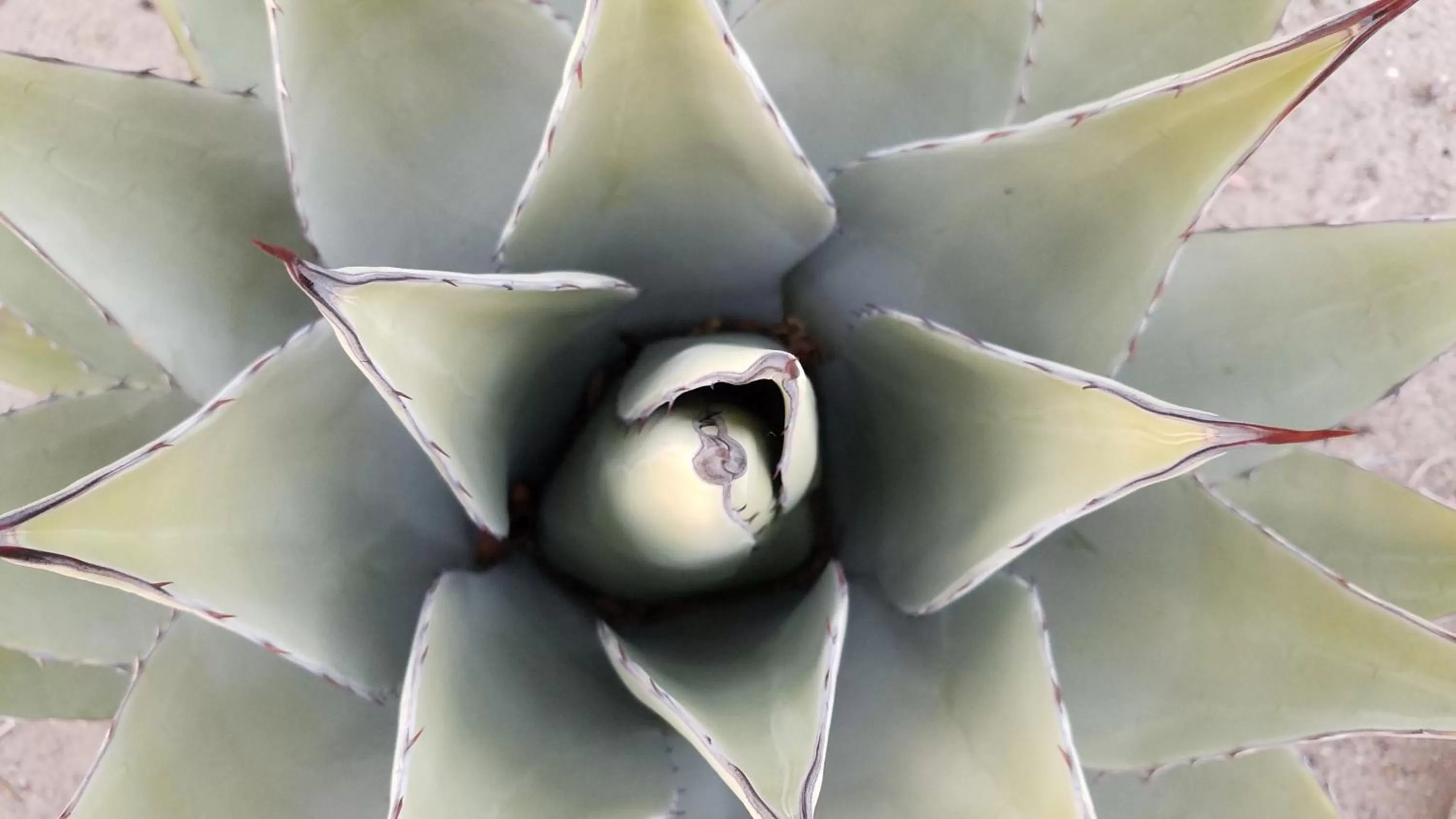 Other Animals in Rocket Inn