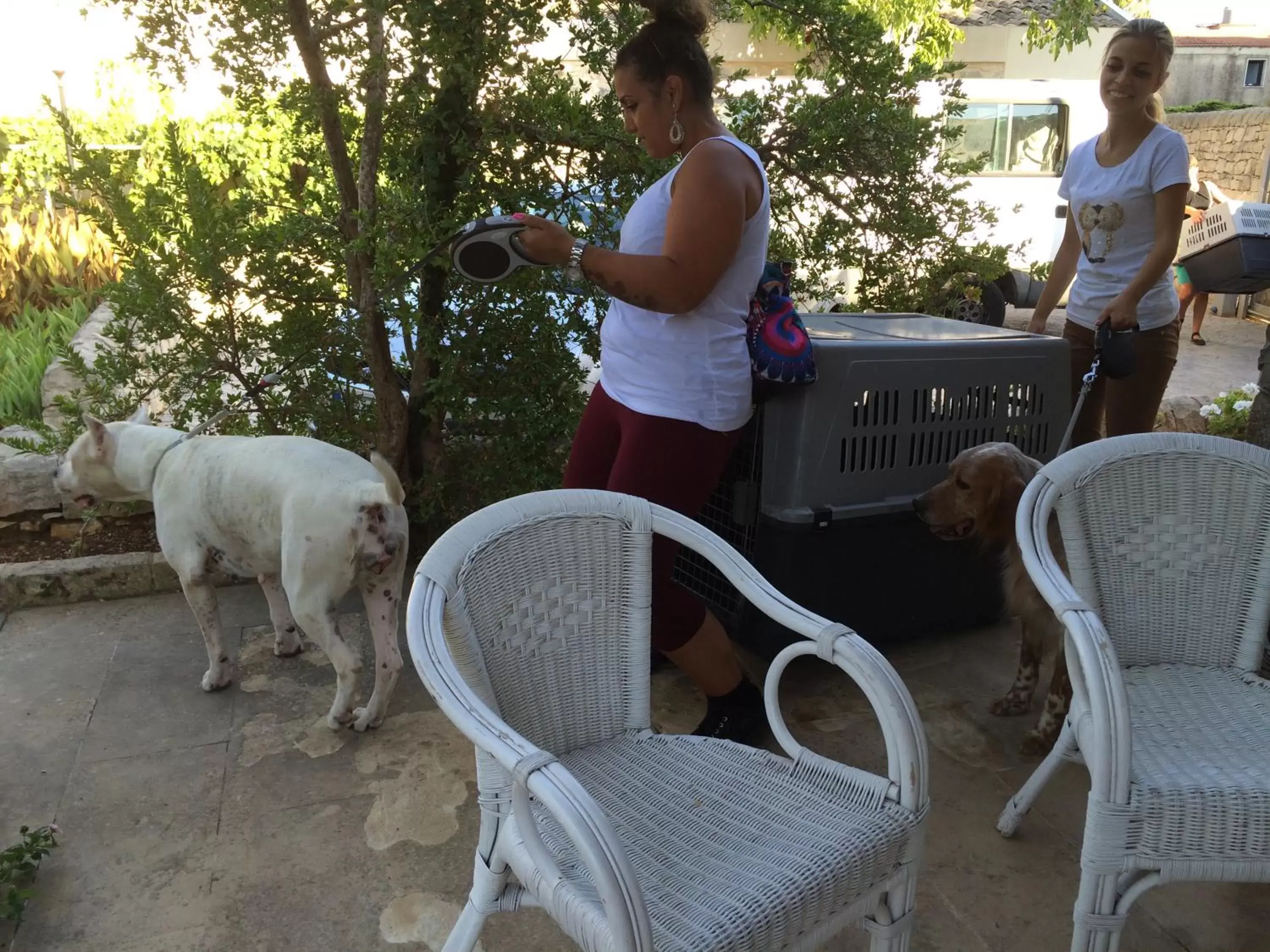 Pets, Guests in La Piccola Locanda