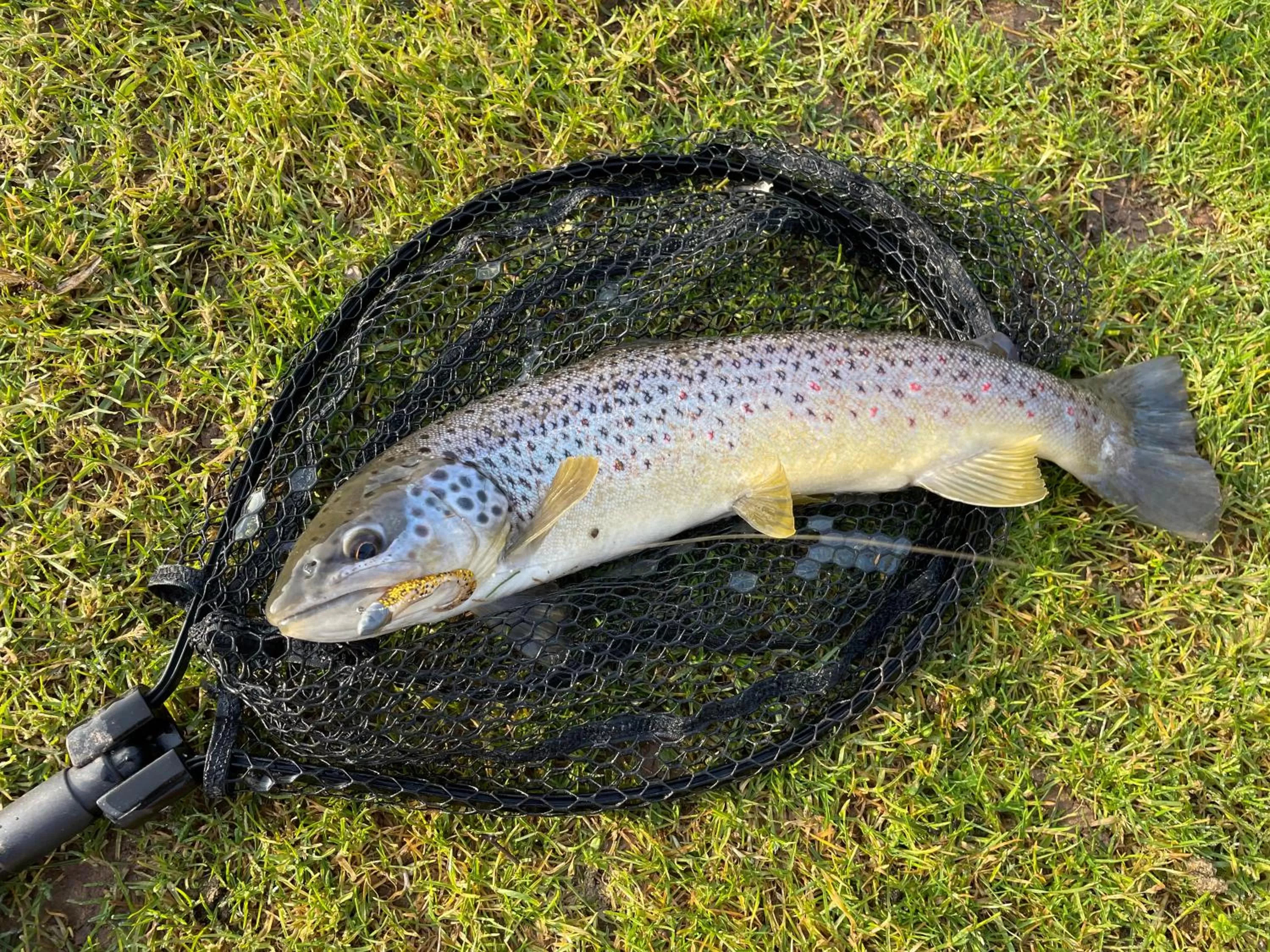 Fishing, Other Animals in Cadmore Lodge Bed & Breakfast