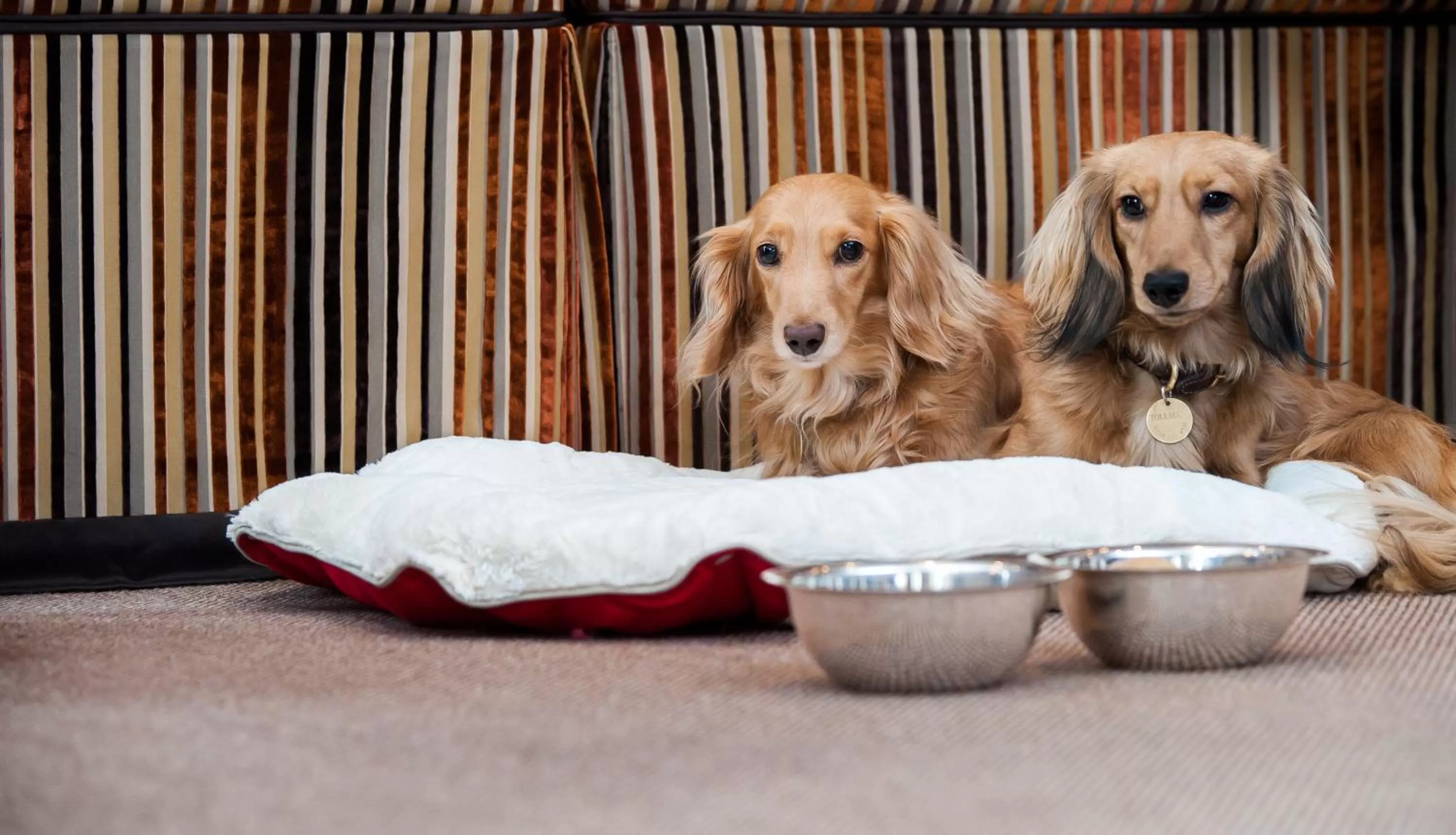 Pets in Hotel d'Angleterre