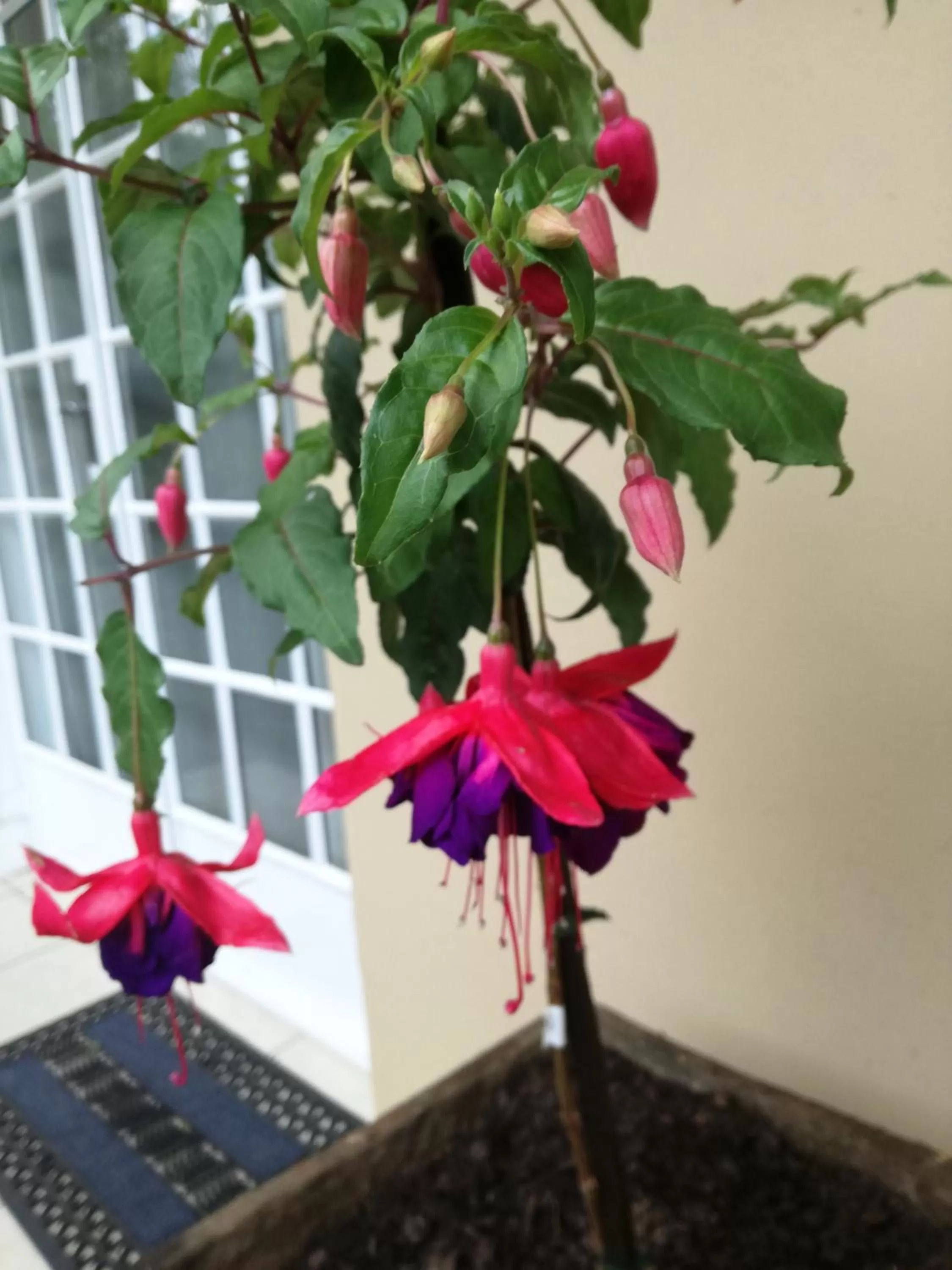 Summer in Bri-Shel Manor B&B