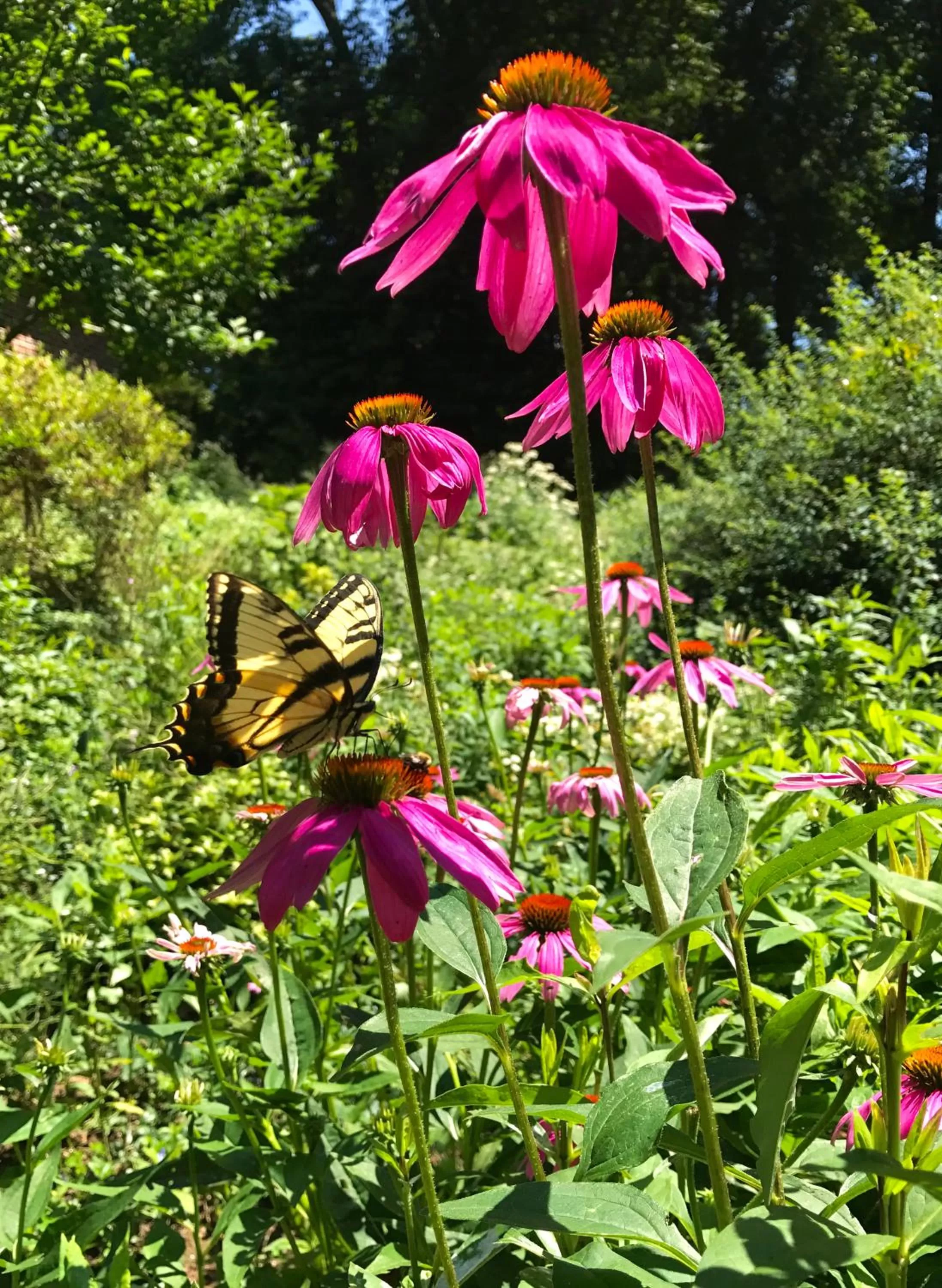 Garden in Gramercy Mansion